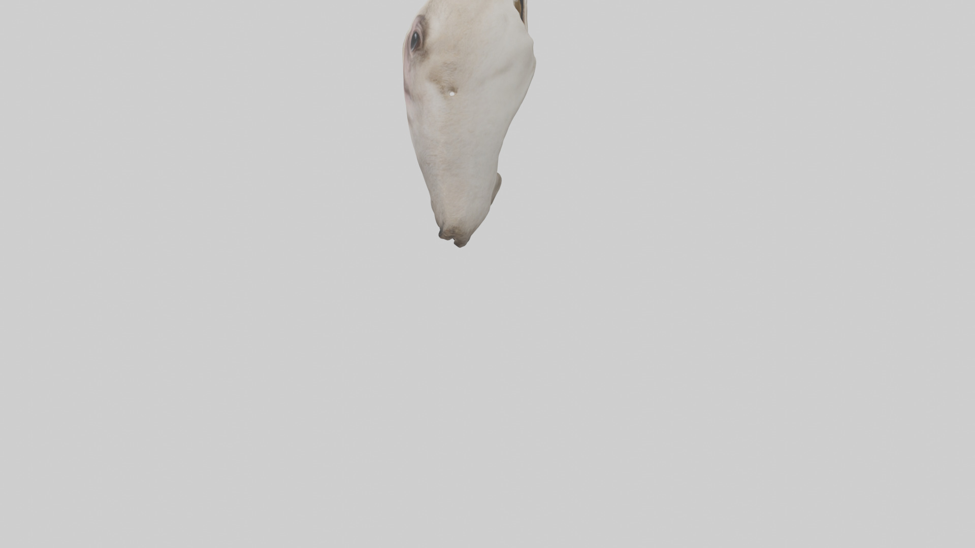 Ostrich Jawbone 3D model_3
