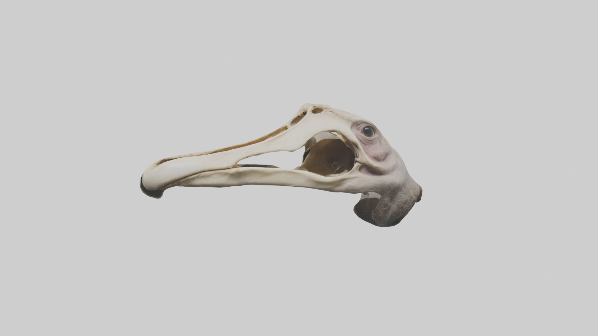 Ostrich Jawbone 3D model_9