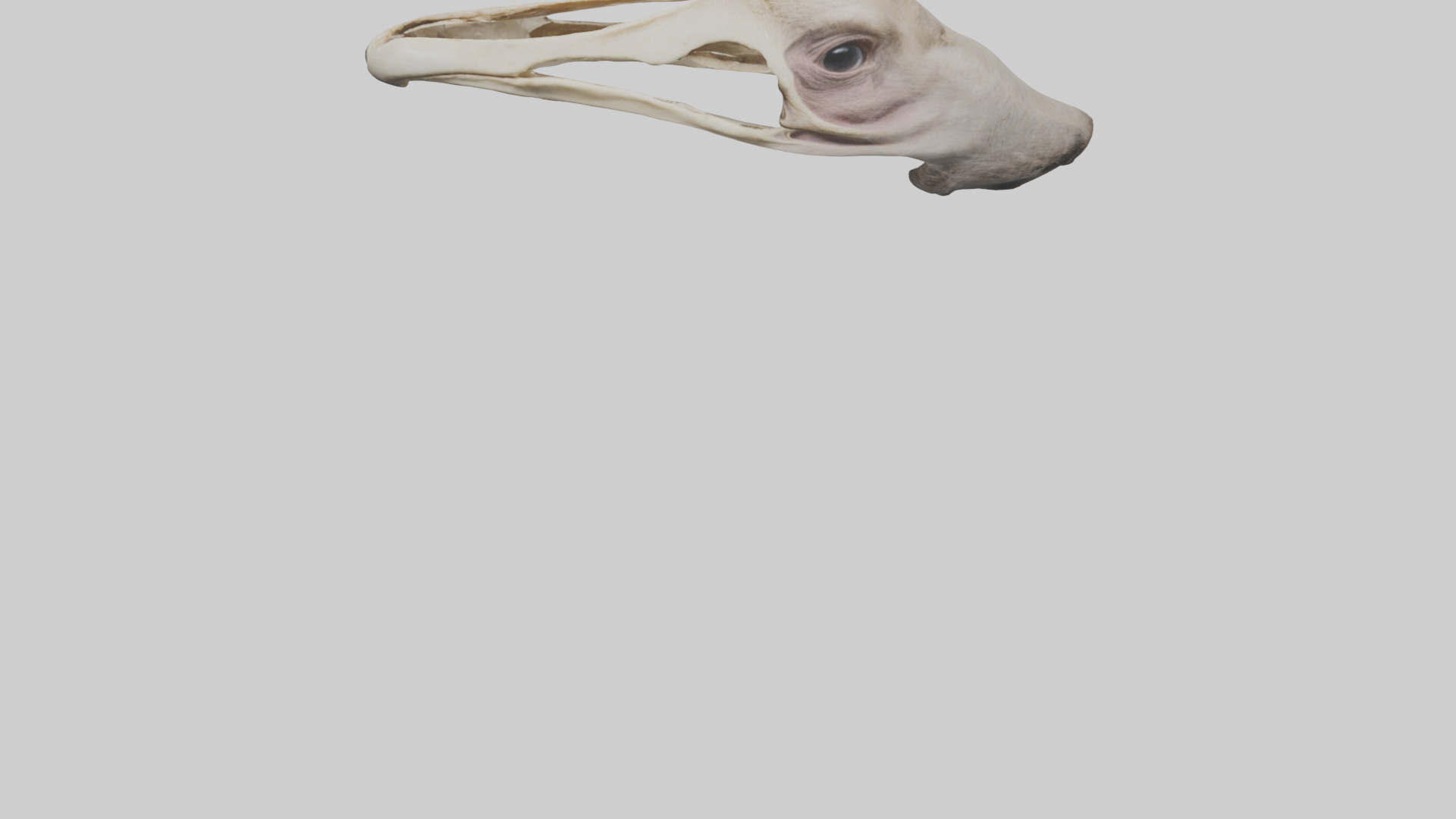 Ostrich Jawbone 3D model_5