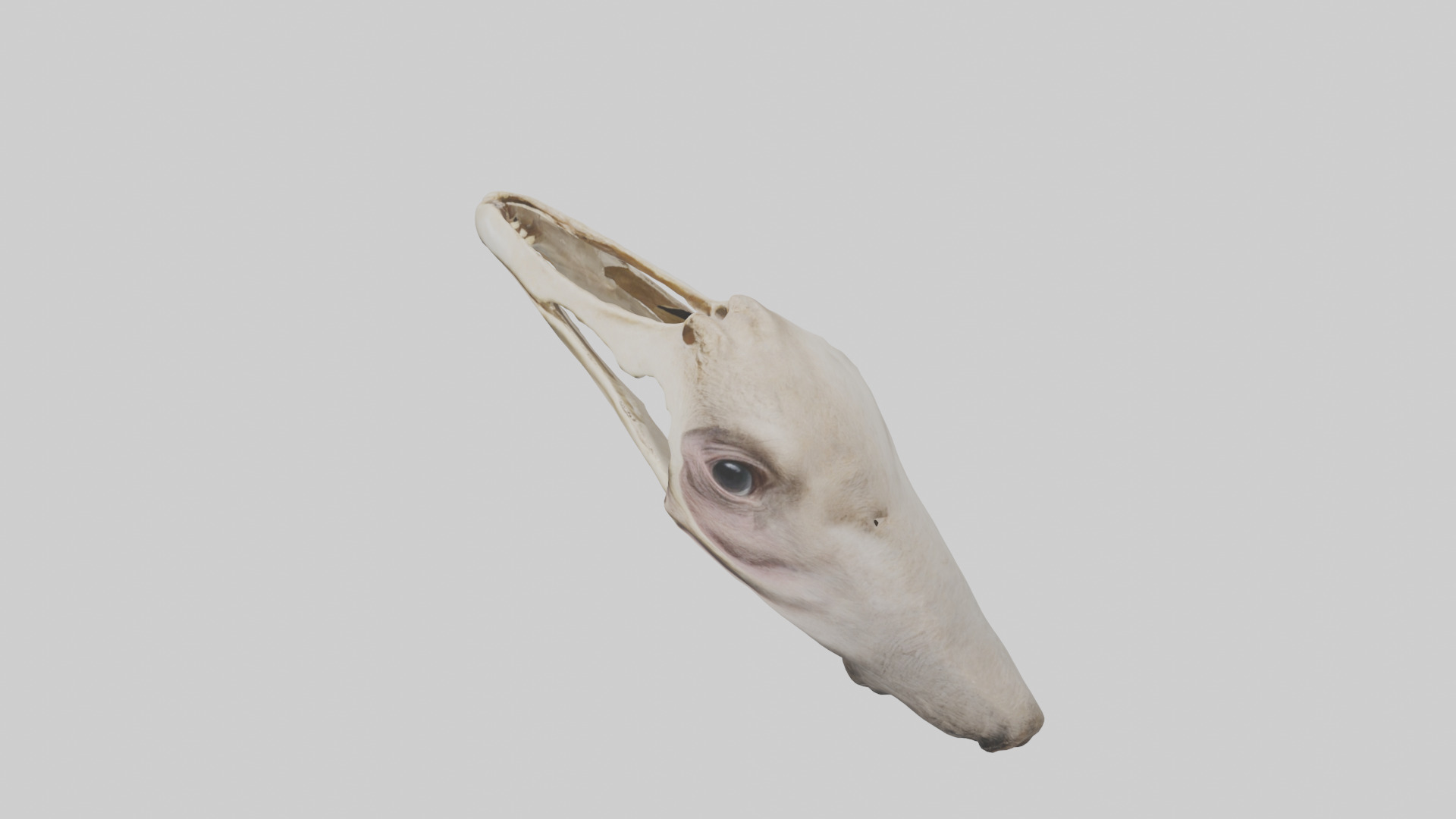 Ostrich Jawbone 3D model_17