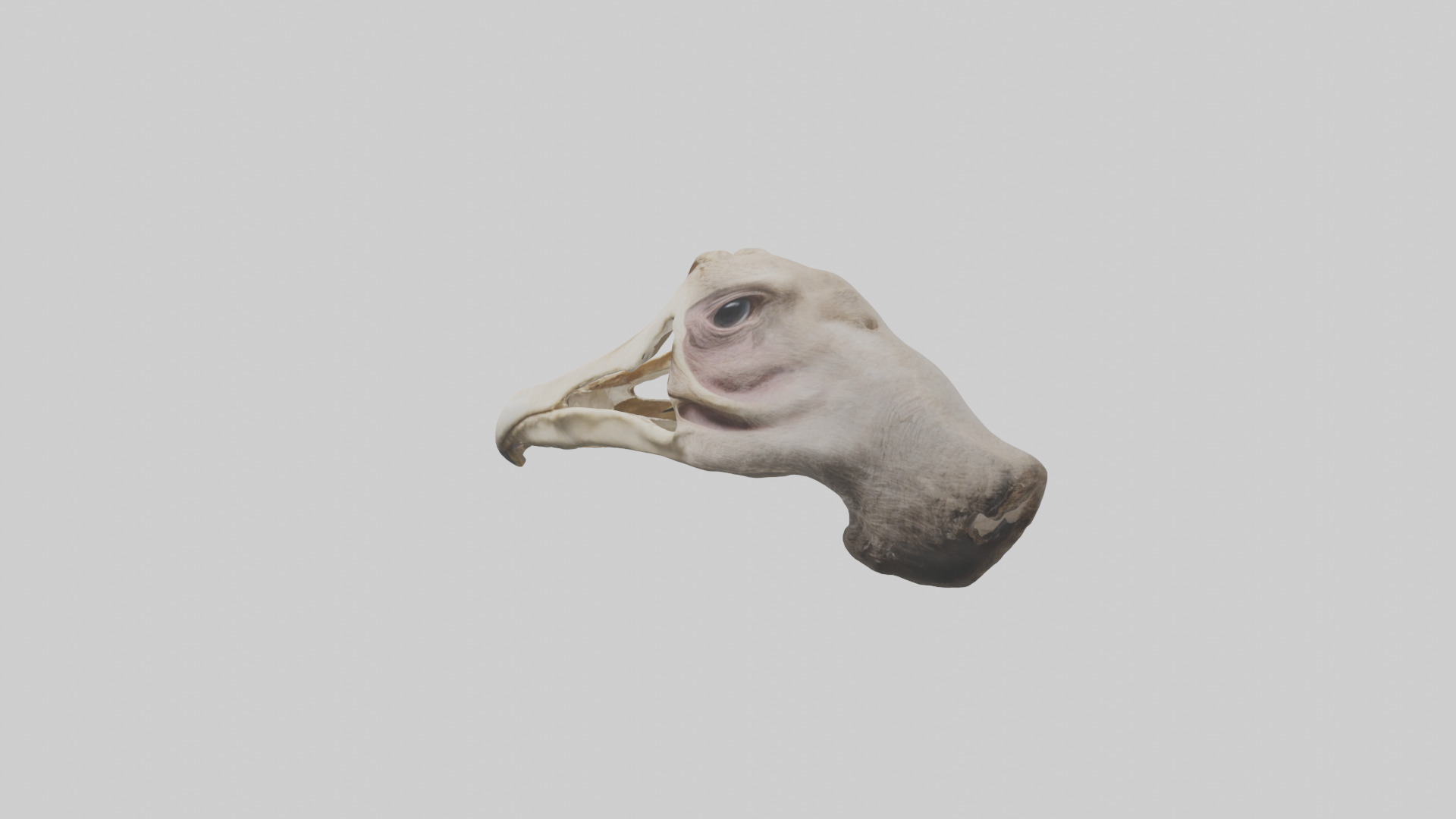 Ostrich Jawbone 3D model_12