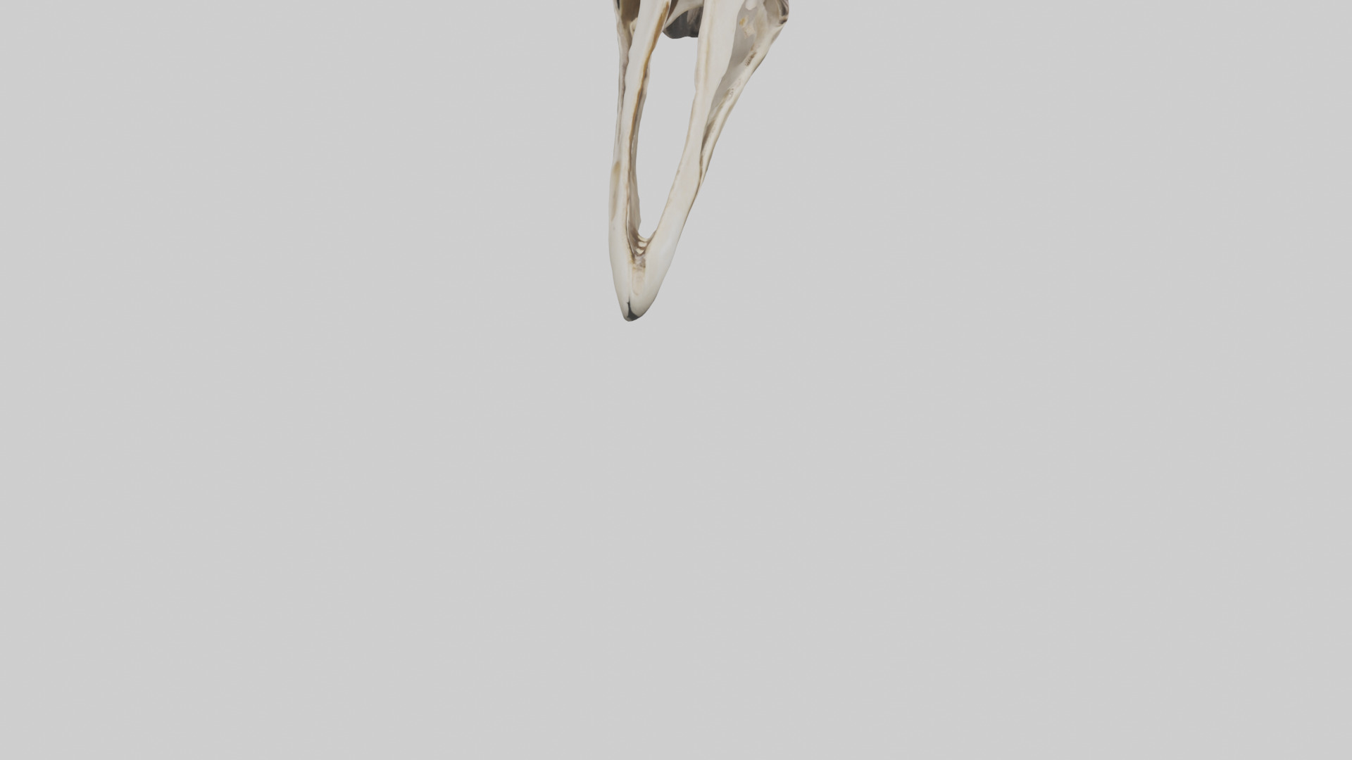 Ostrich Jawbone 3D model_6