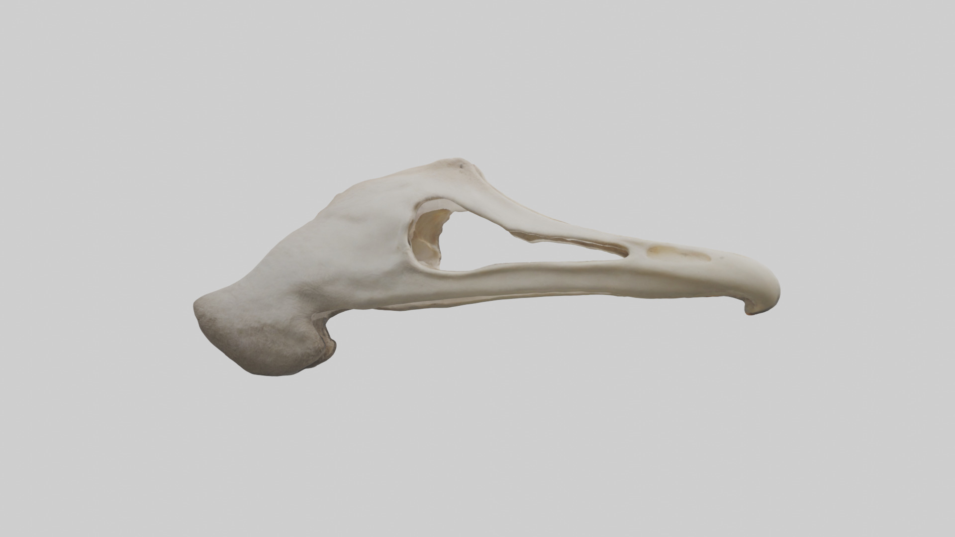 Ostrich Jawbone 3D model_2