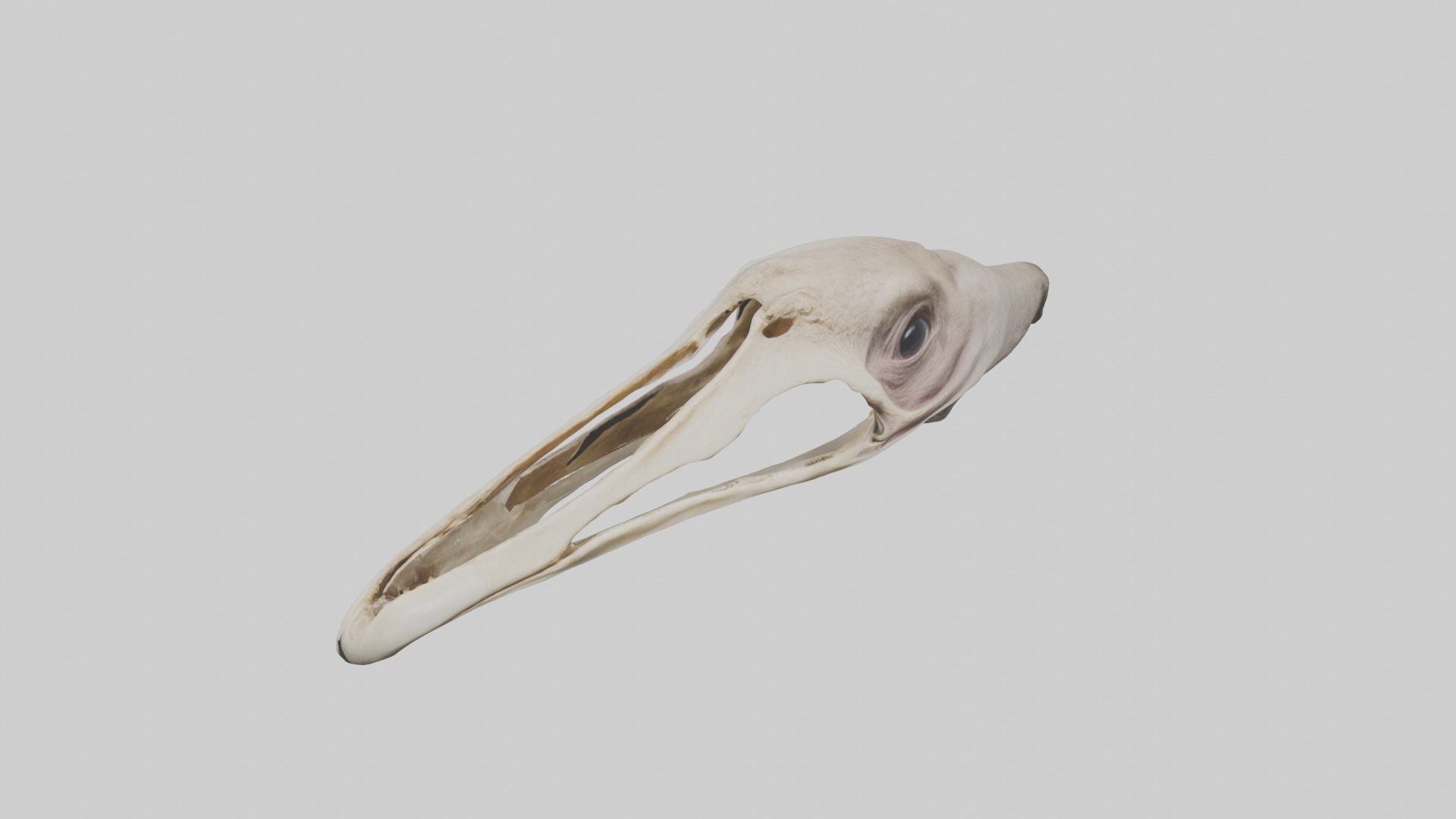 Ostrich Jawbone 3D model_16