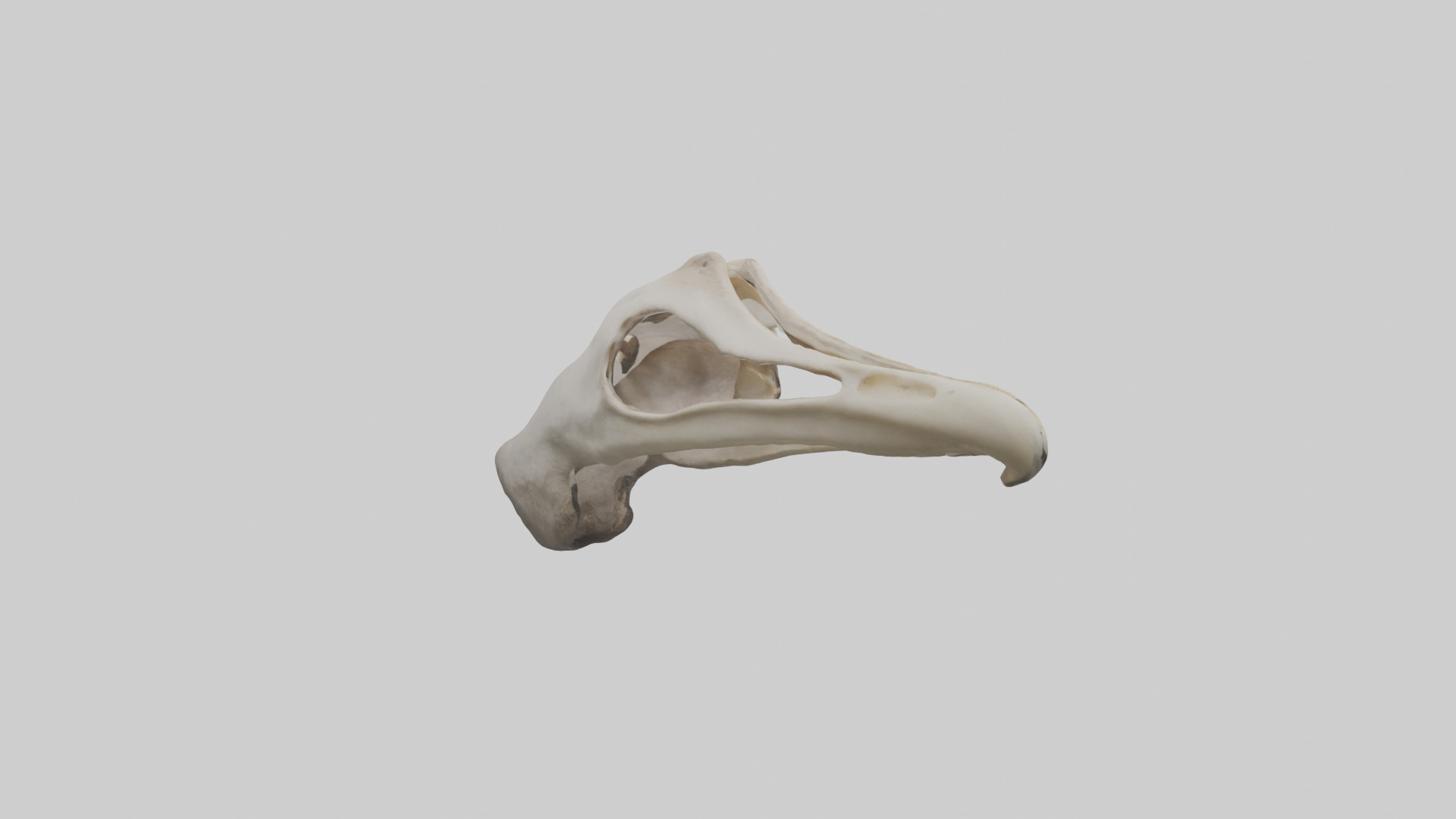 Ostrich Jawbone 3D model_13
