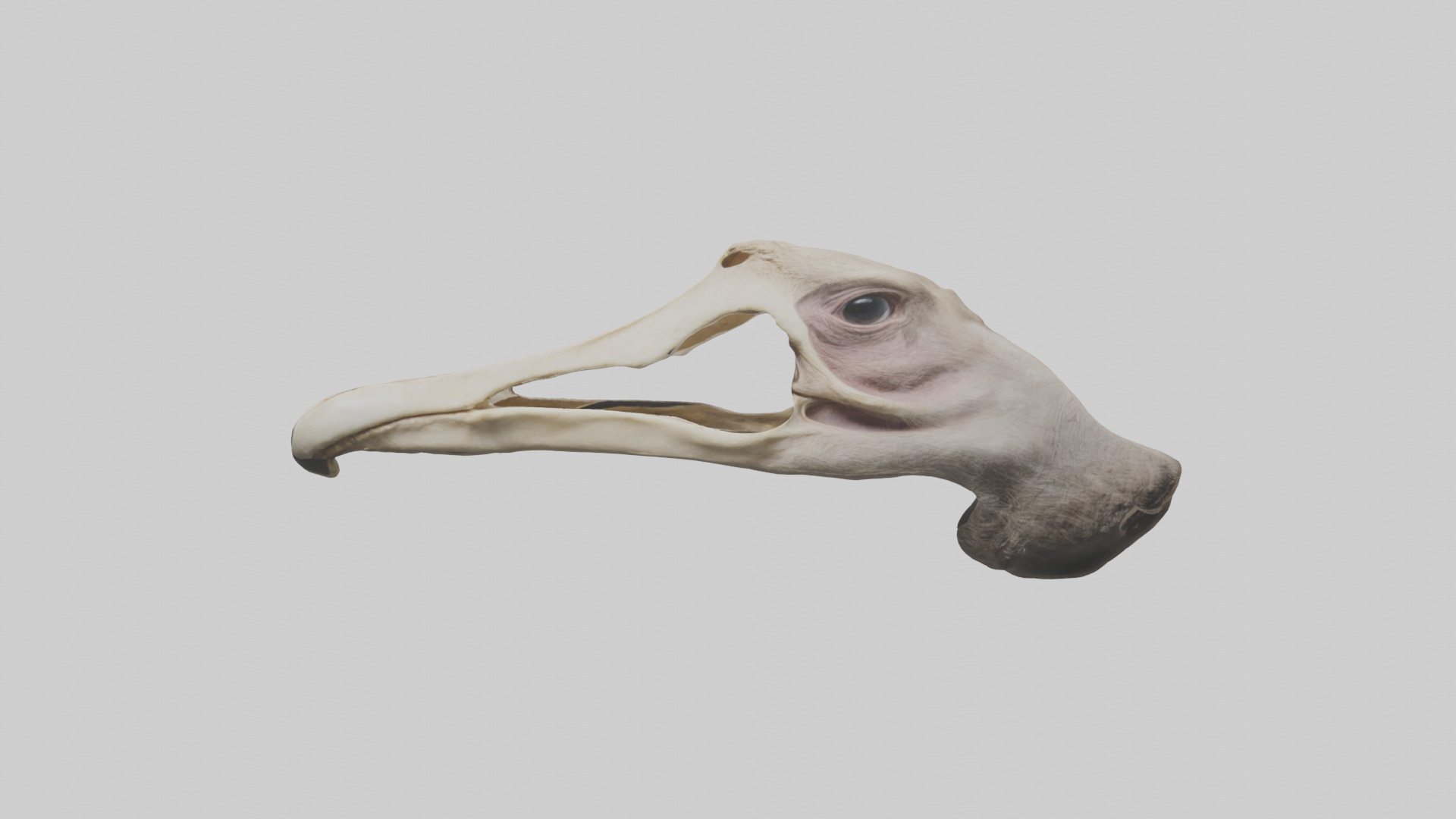 Ostrich Jawbone 3D model_10