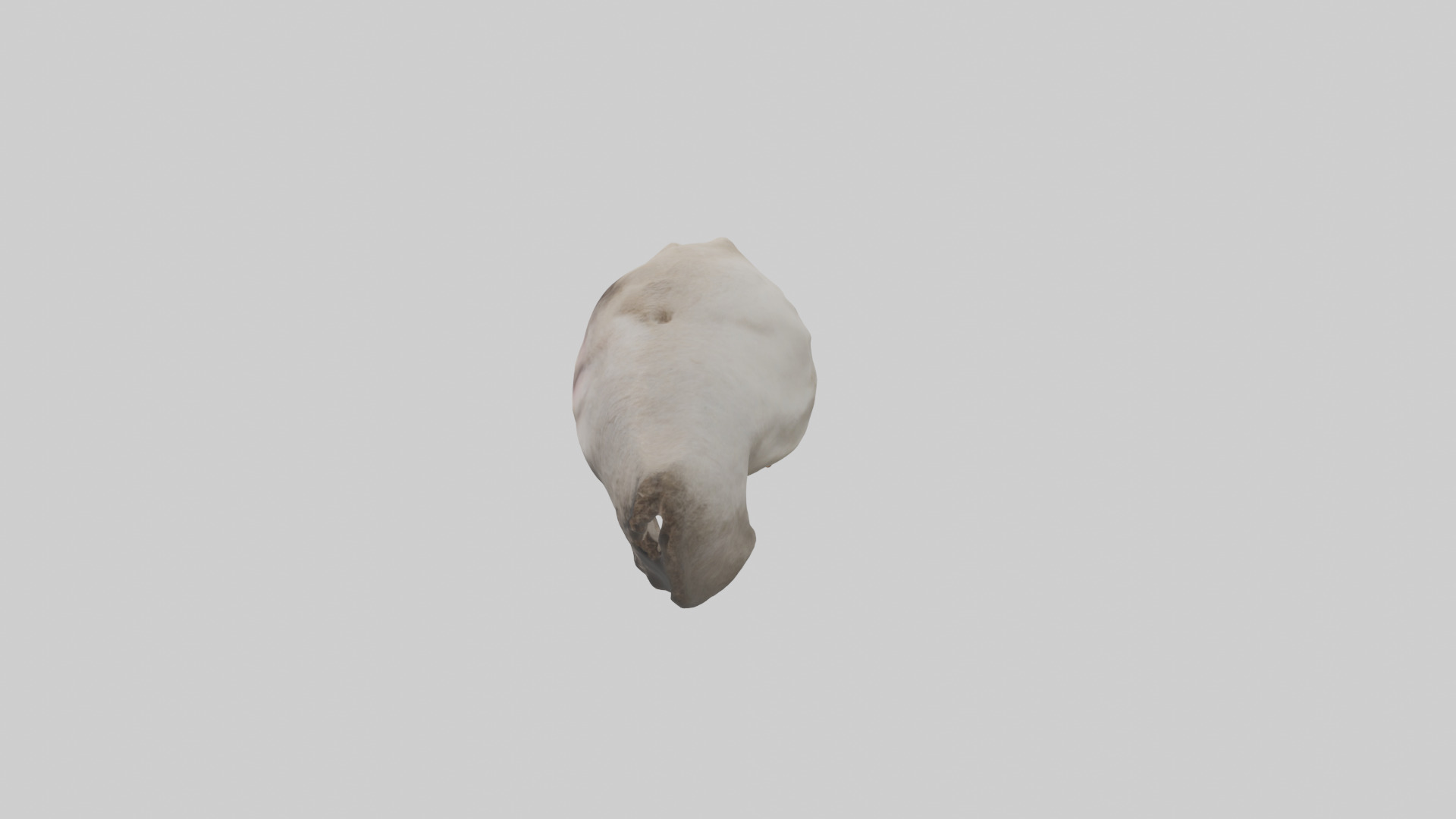 Ostrich Jawbone 3D model_1