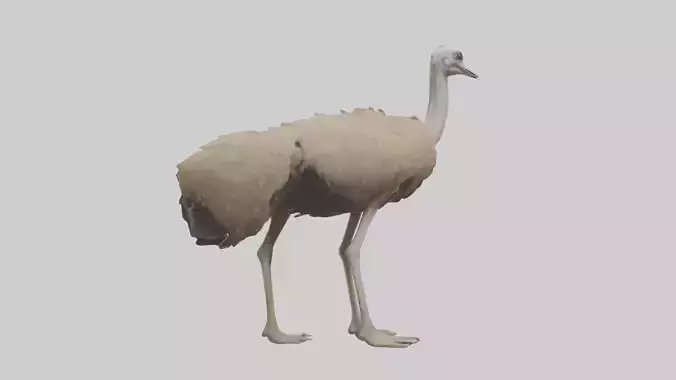 Ostrich Legs Model 3D model
