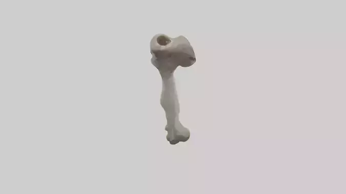 Ostrich Tibia 3D model
