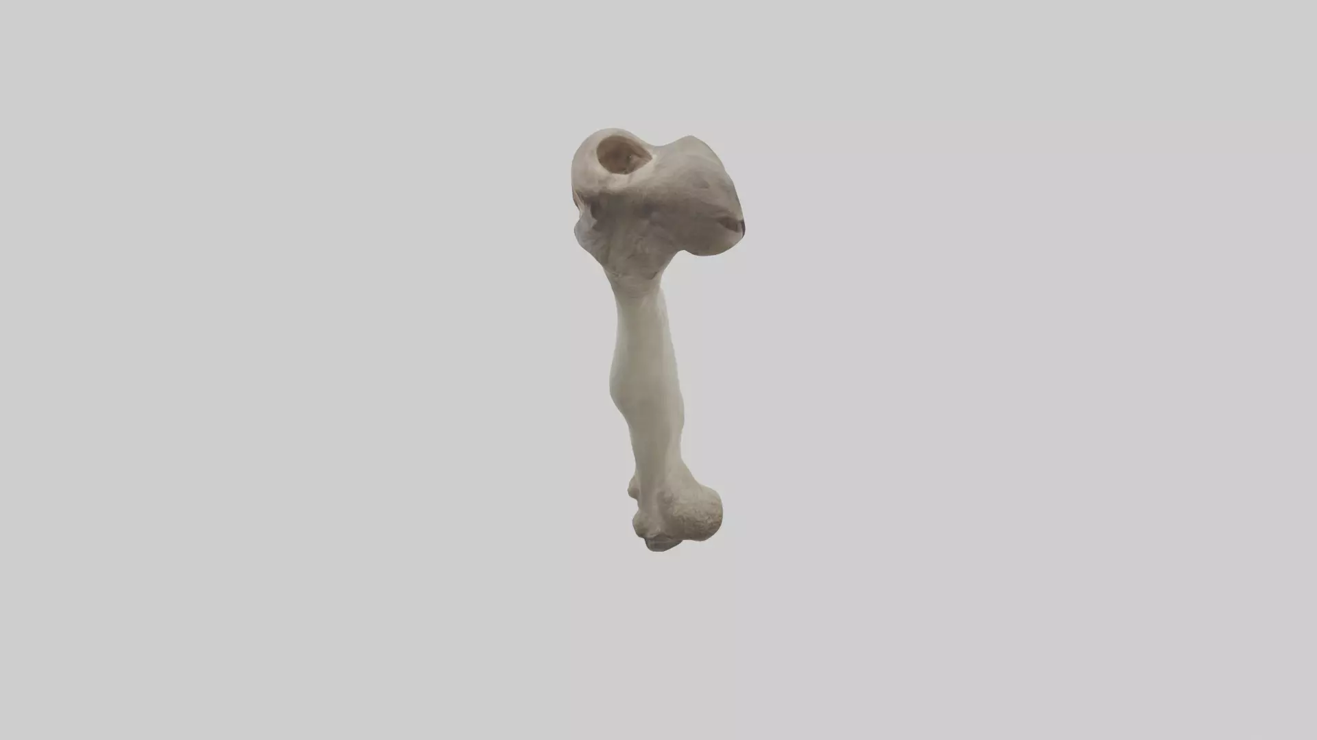Ostrich Tibia 3D model_0