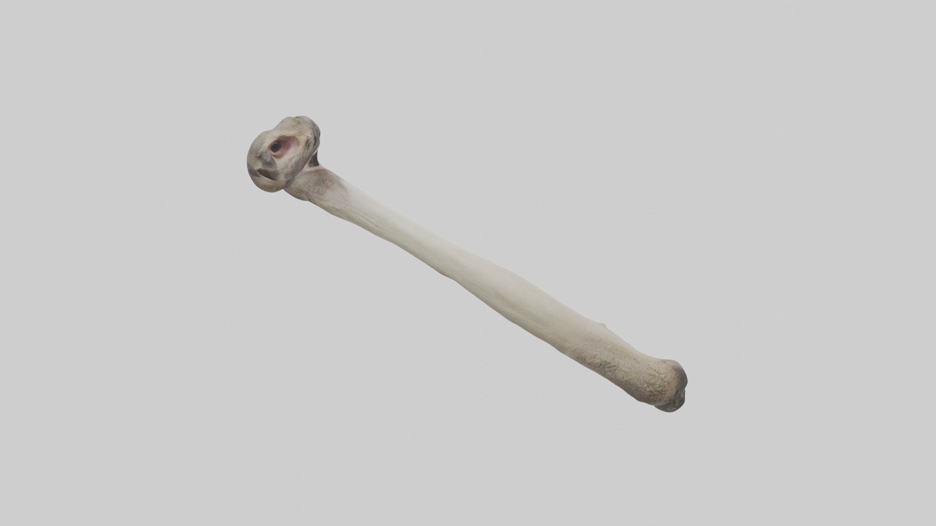 Ostrich Tibia 3D model_13