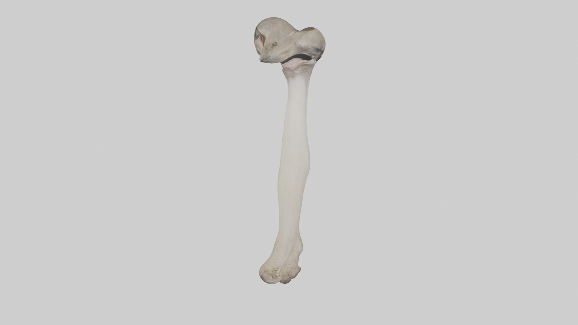 Ostrich Tibia 3D model_14