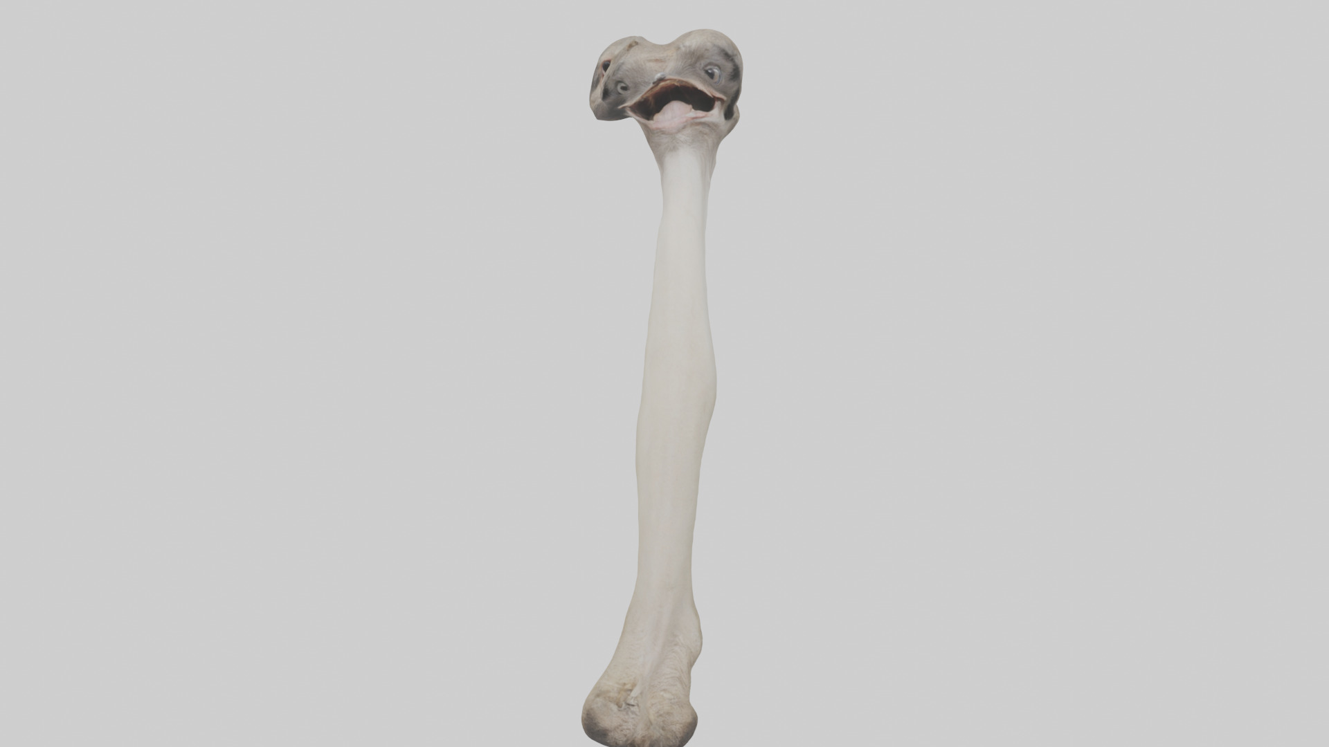 Ostrich Tibia 3D model_16
