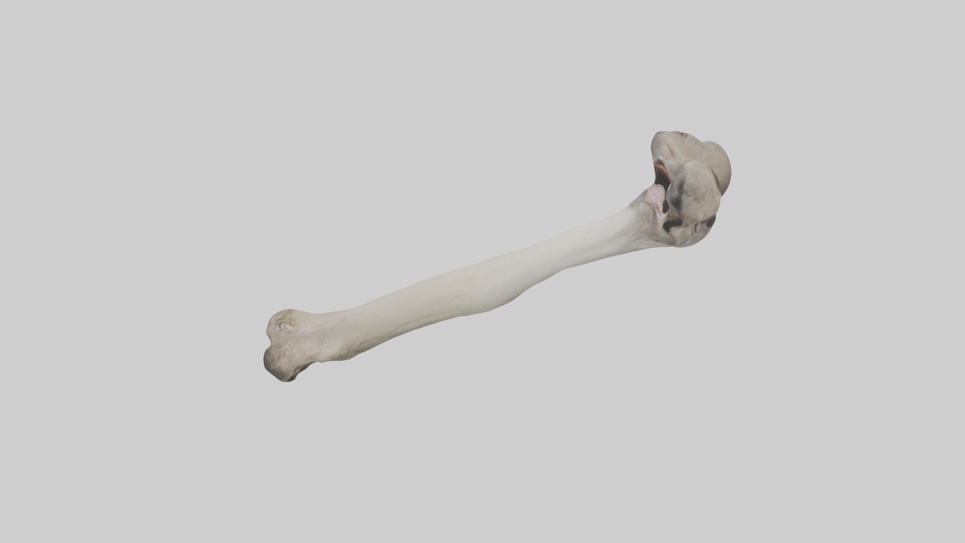 Ostrich Tibia 3D model_17
