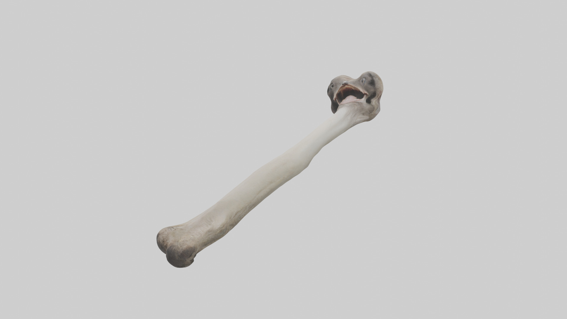 Ostrich Tibia 3D model_8