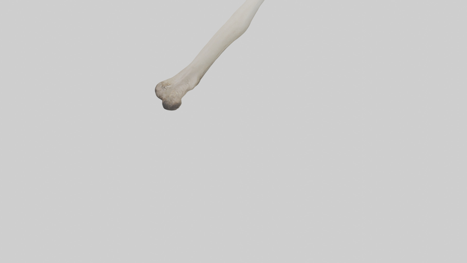 Ostrich Tibia 3D model_5