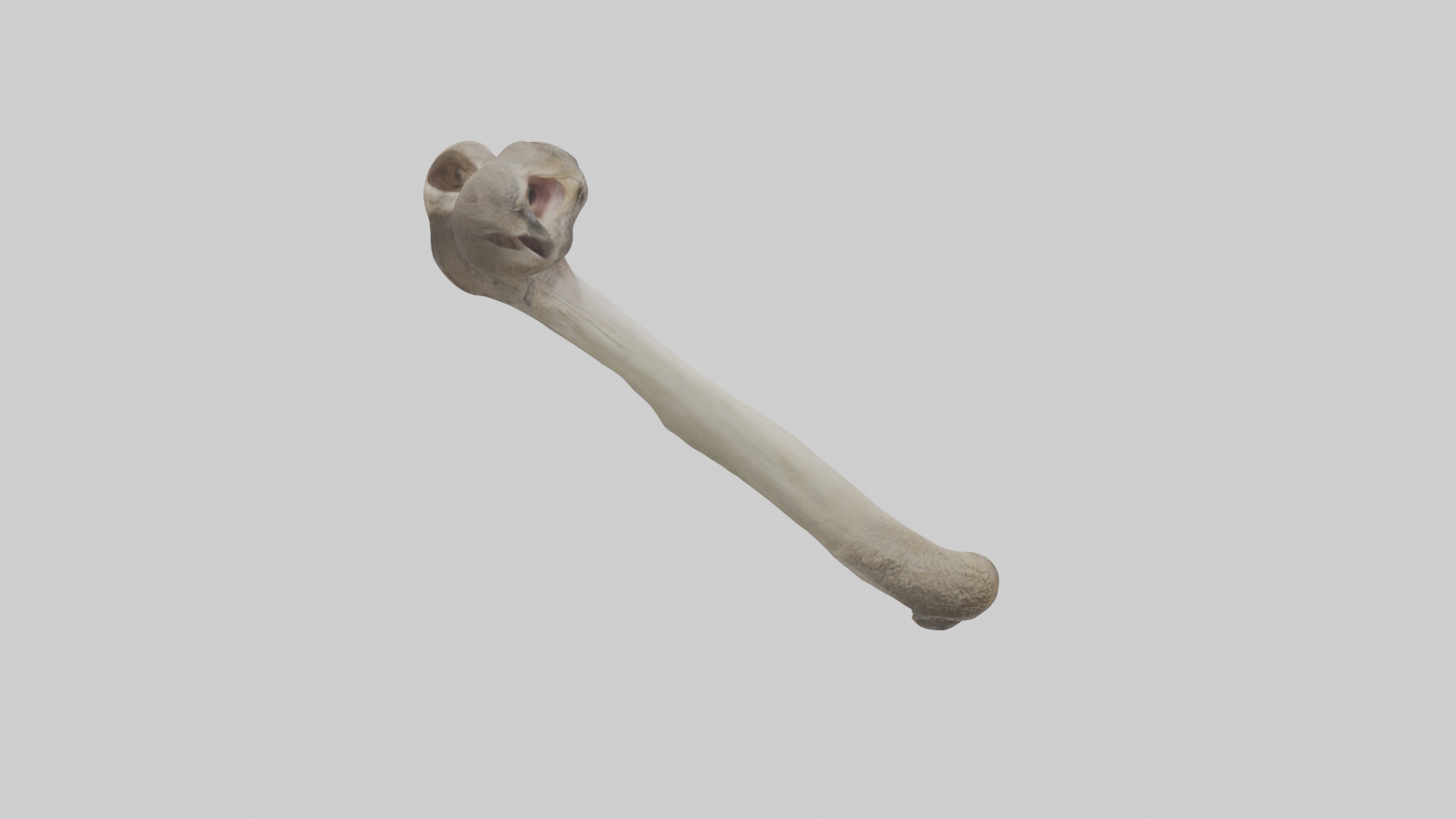 Ostrich Tibia 3D model_2
