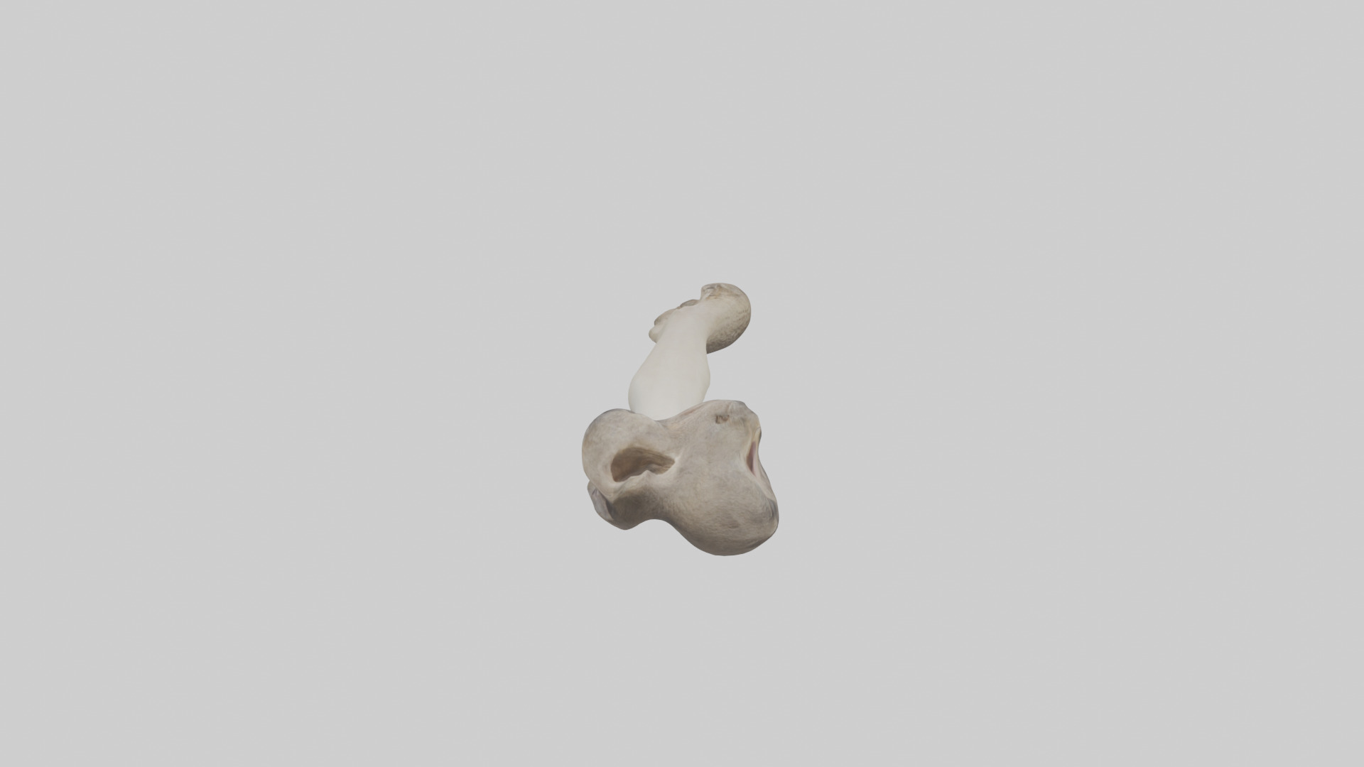 Ostrich Tibia 3D model_15