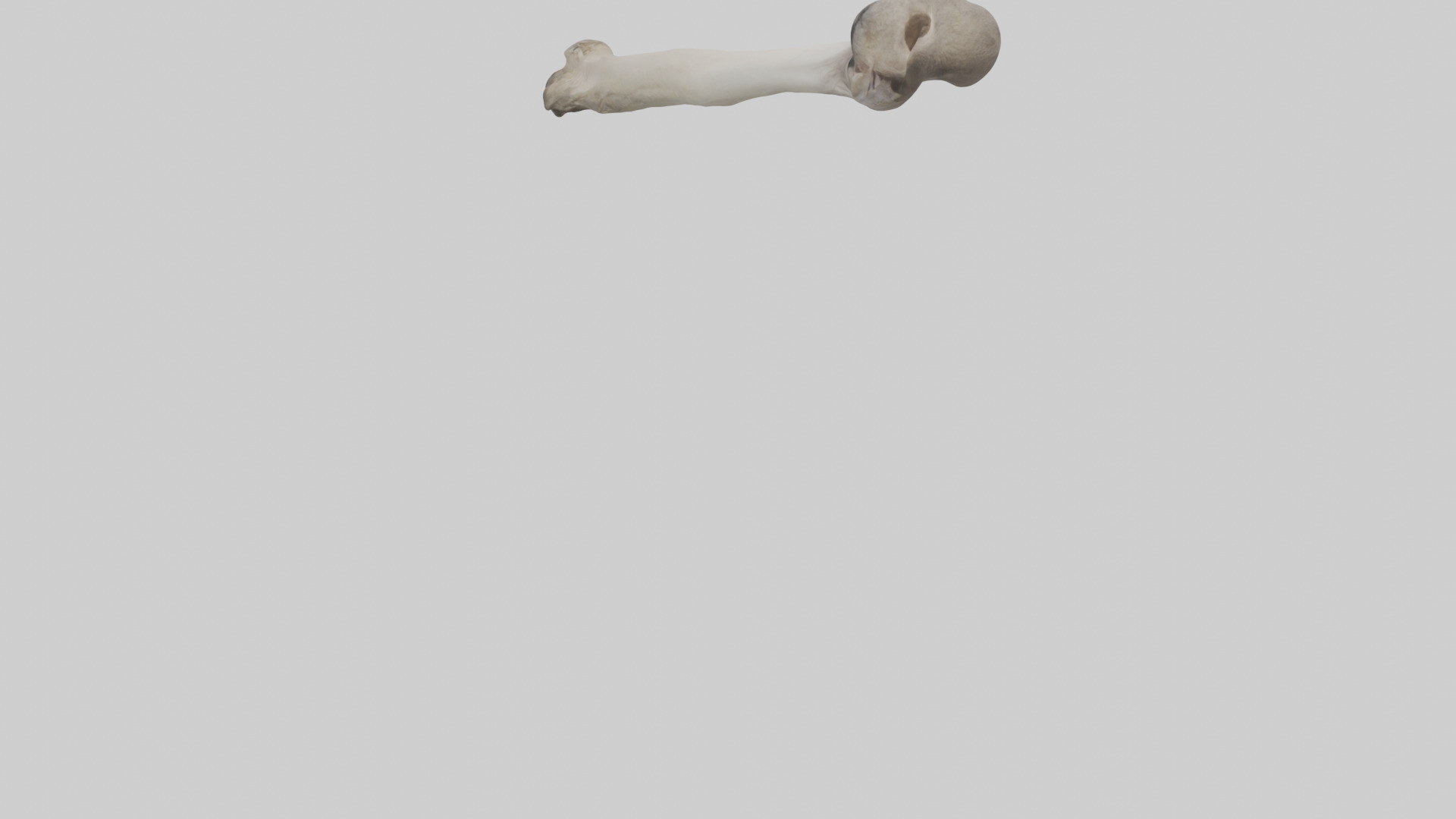 Ostrich Tibia 3D model_3