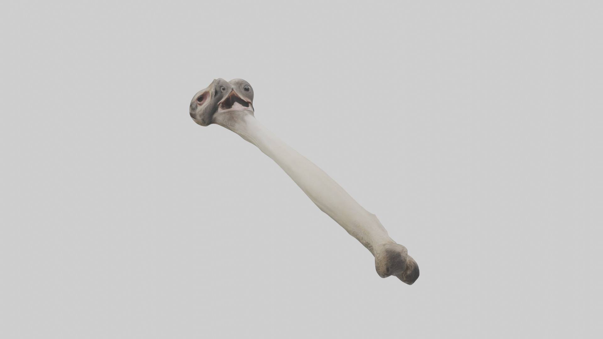 Ostrich Tibia 3D model_7