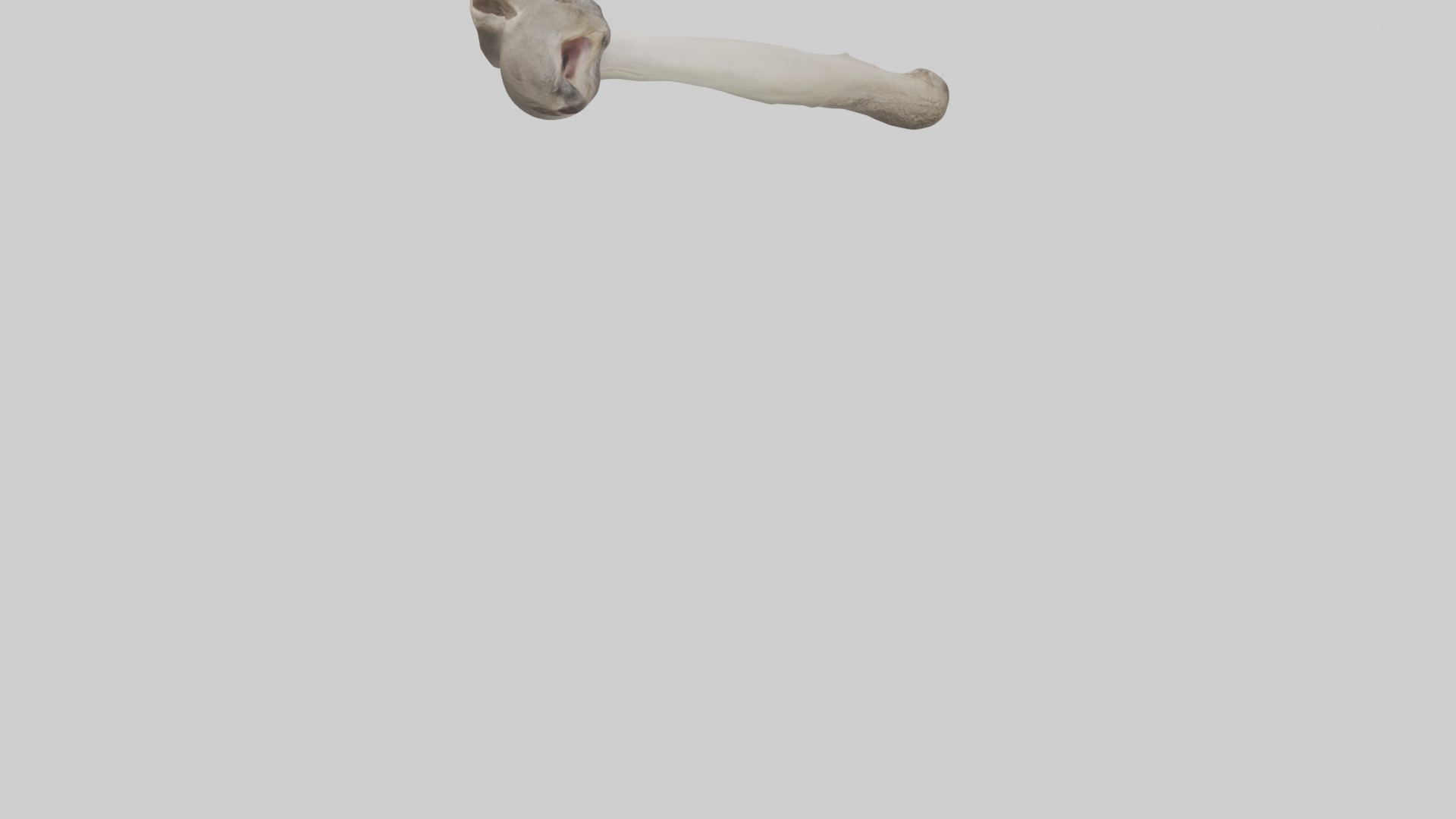 Ostrich Tibia 3D model_4
