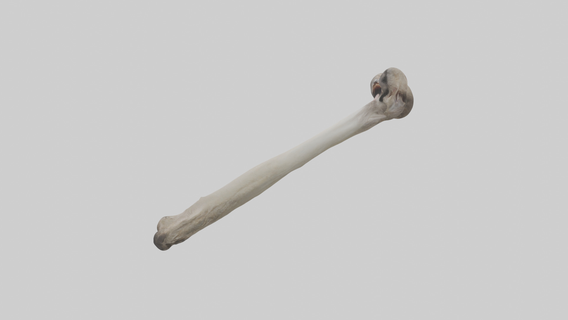 Ostrich Tibia 3D model_12