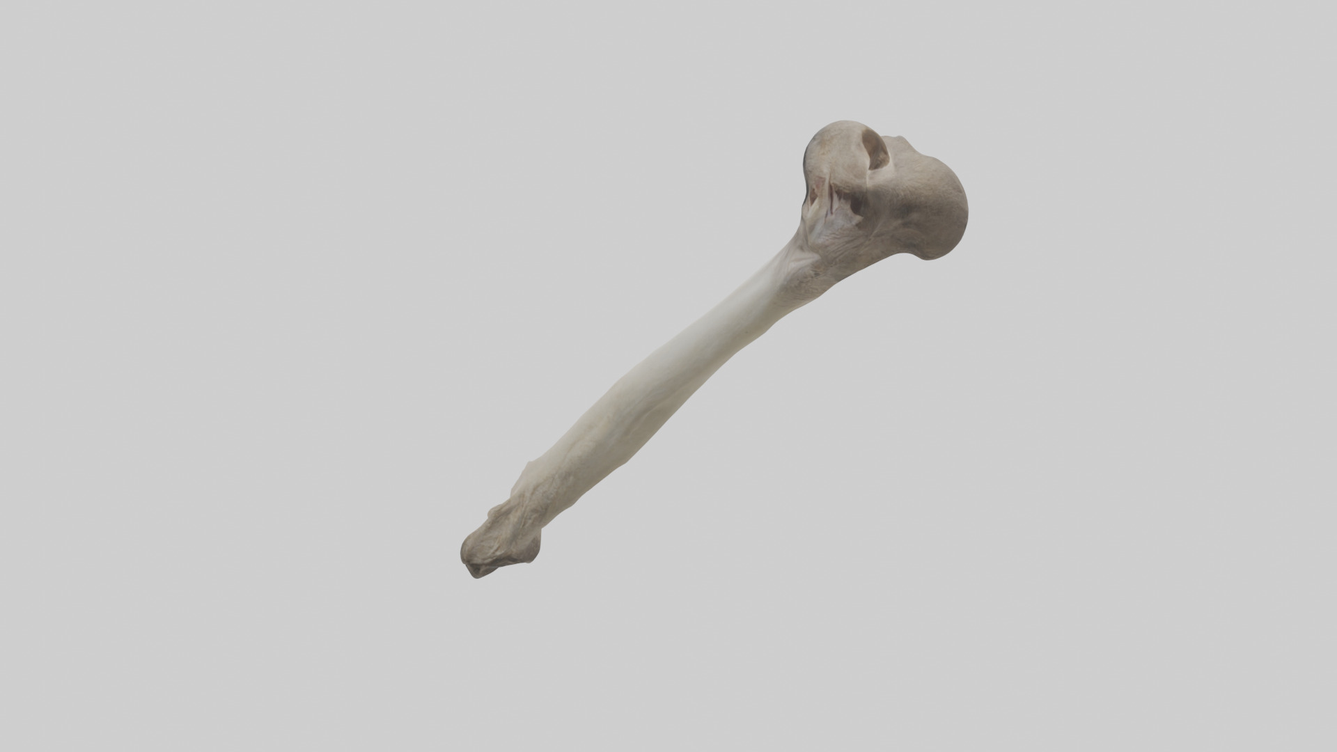 Ostrich Tibia 3D model_1