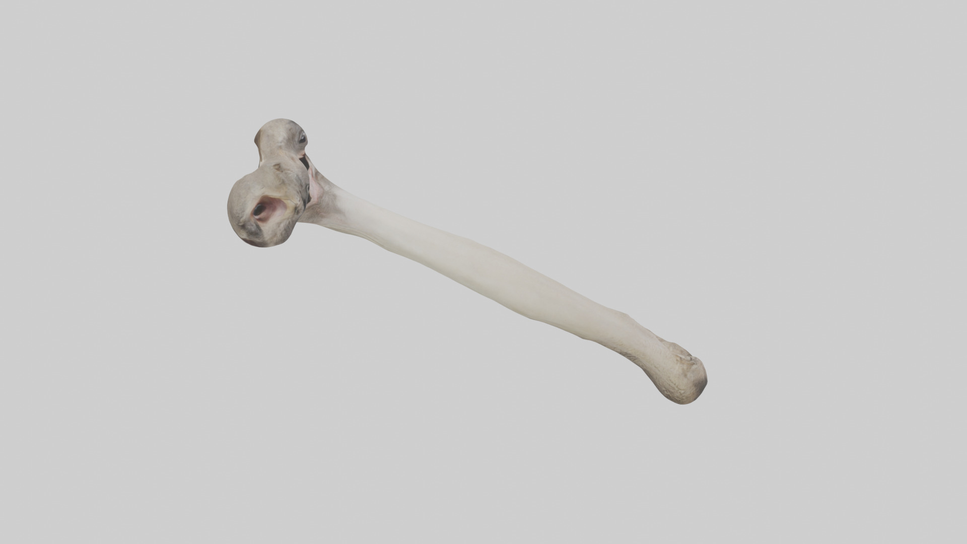 Ostrich Tibia 3D model_18