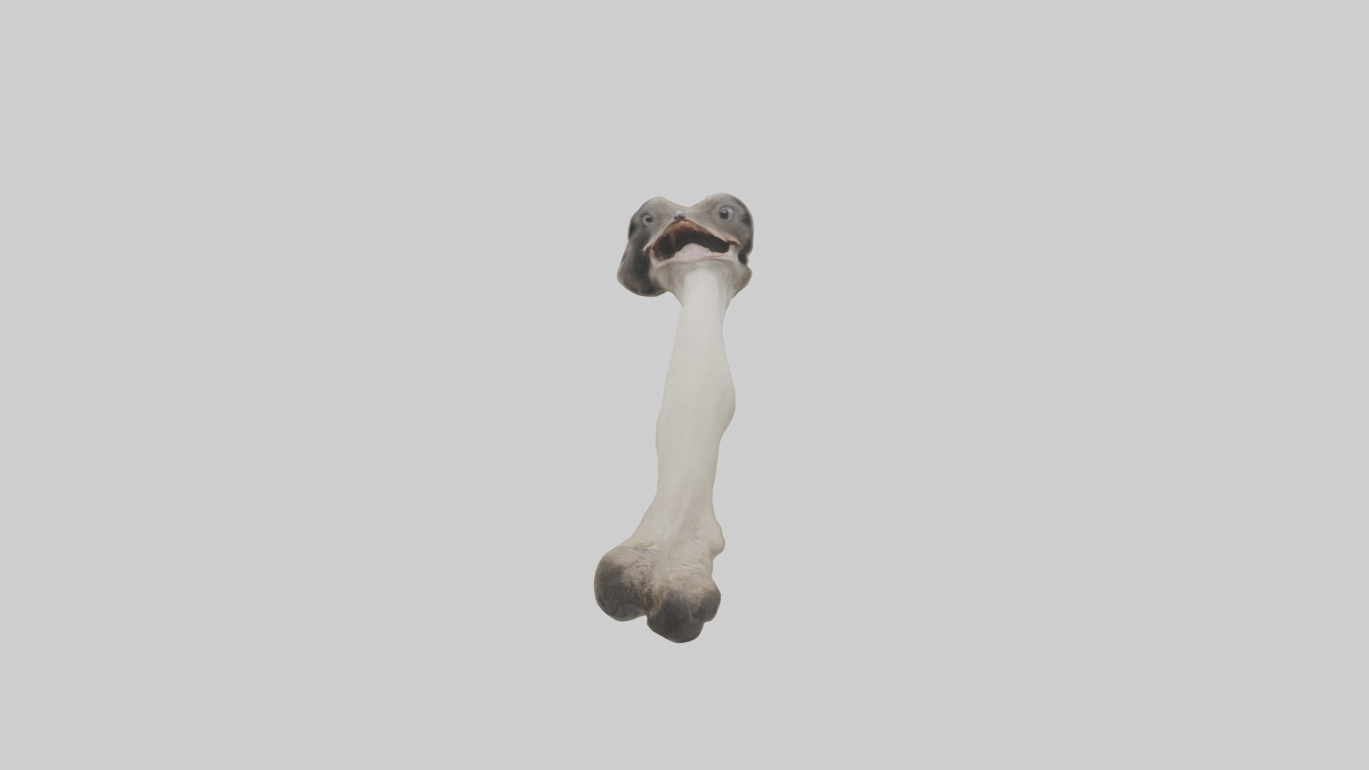 Ostrich Tibia 3D model_9