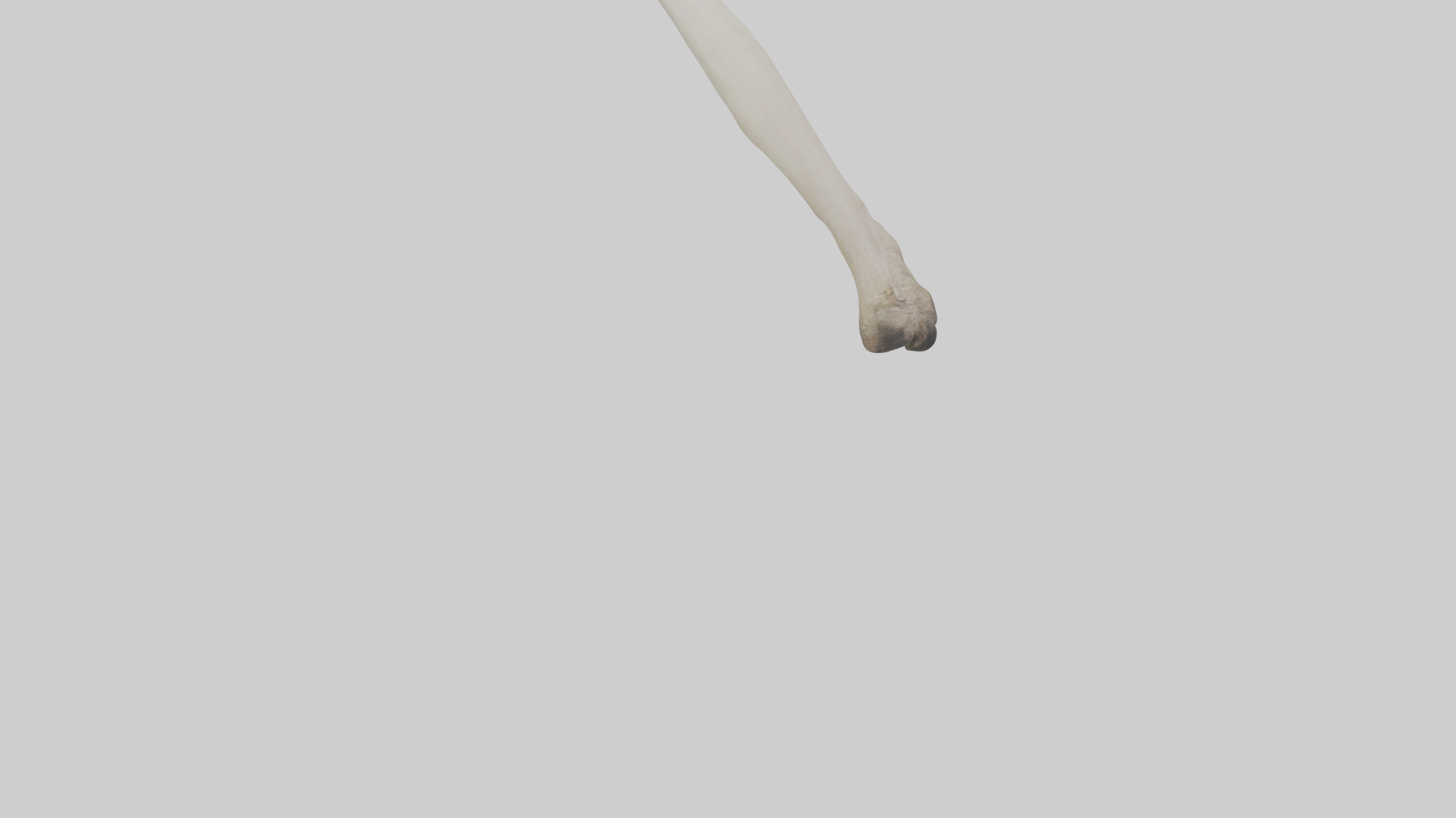 Ostrich Tibia 3D model_6