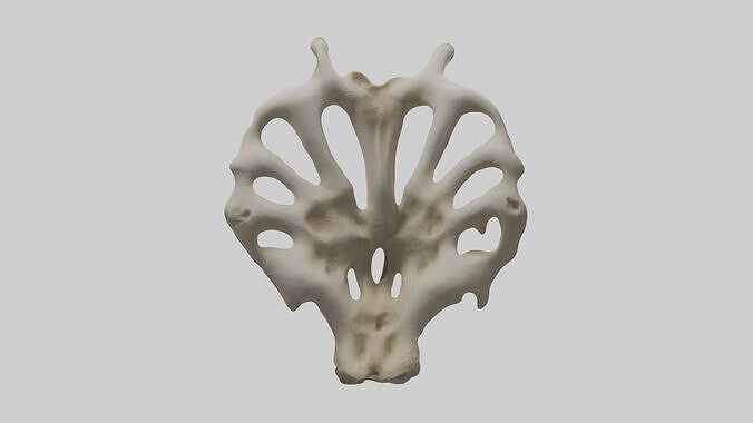Ostrich Vertebrae 3D model