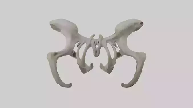 Otter Pelvis