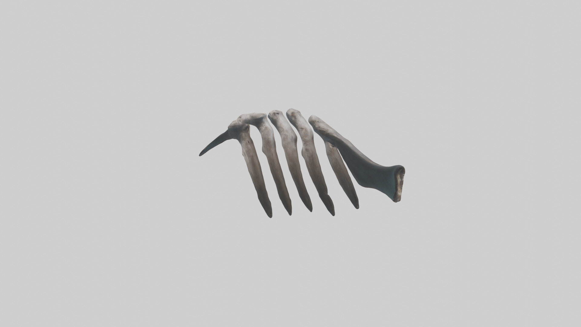 Otter Rib 3D model_8