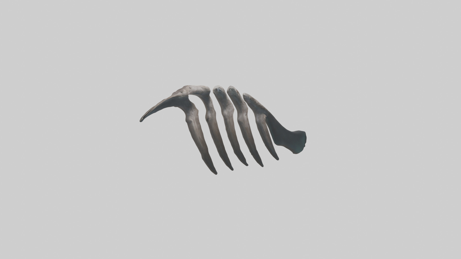 Otter Rib 3D model_7
