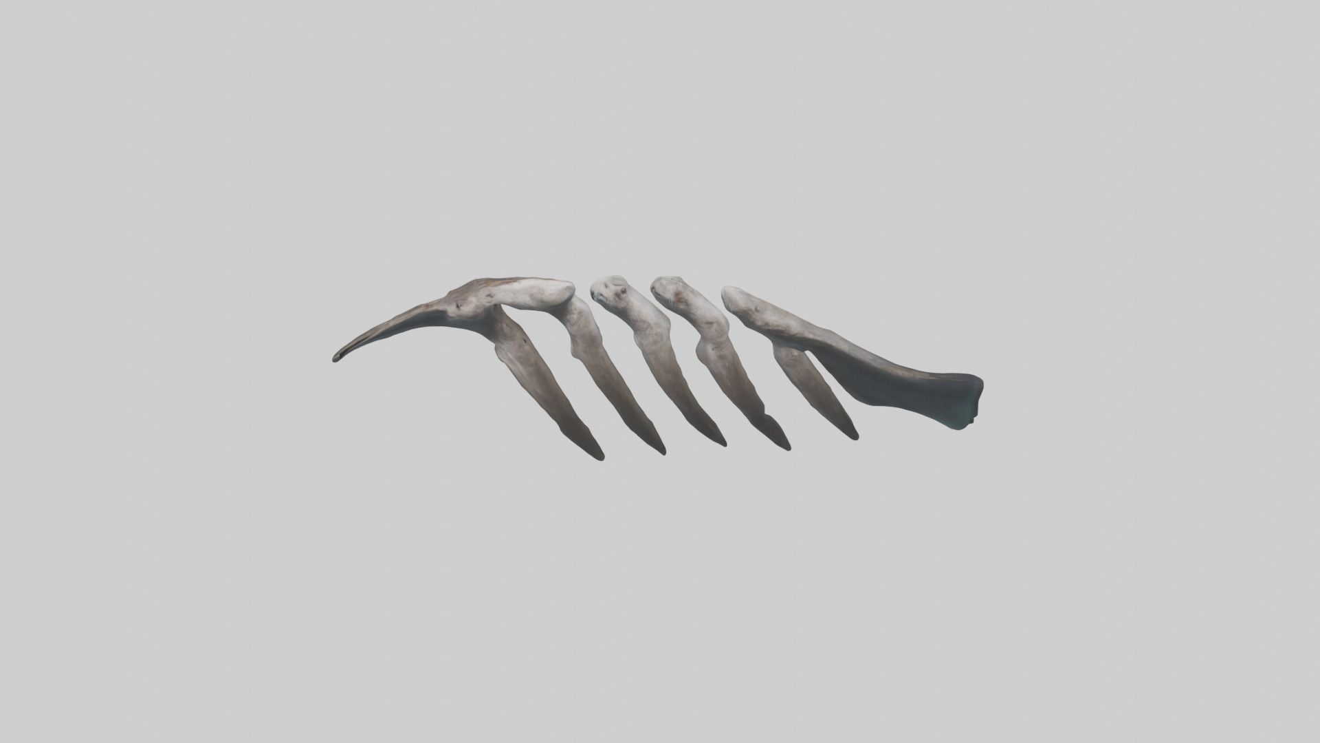 Otter Rib 3D model_16