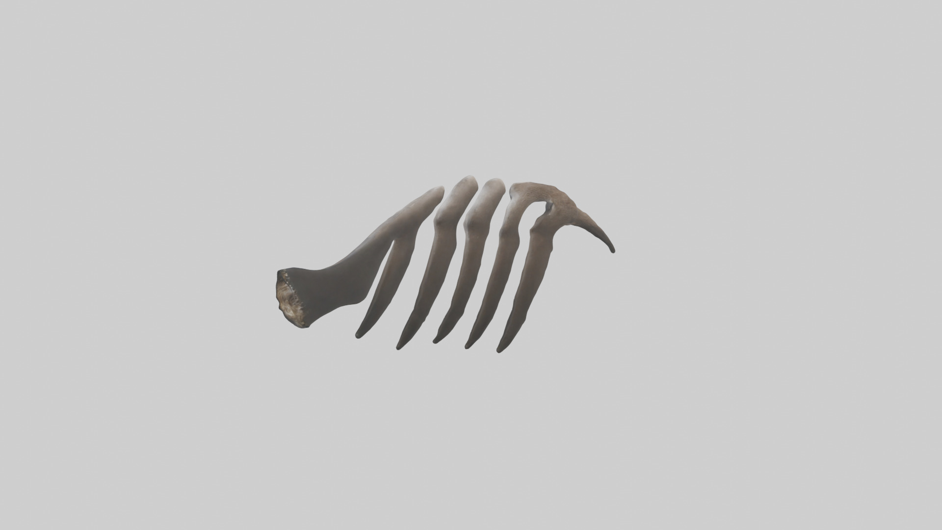 Otter Rib 3D model_1