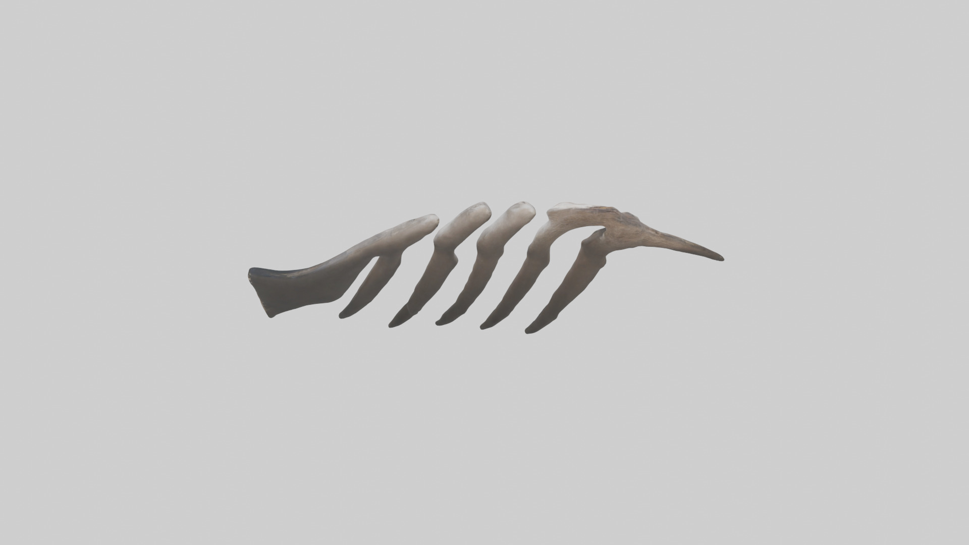 Otter Rib 3D model_15