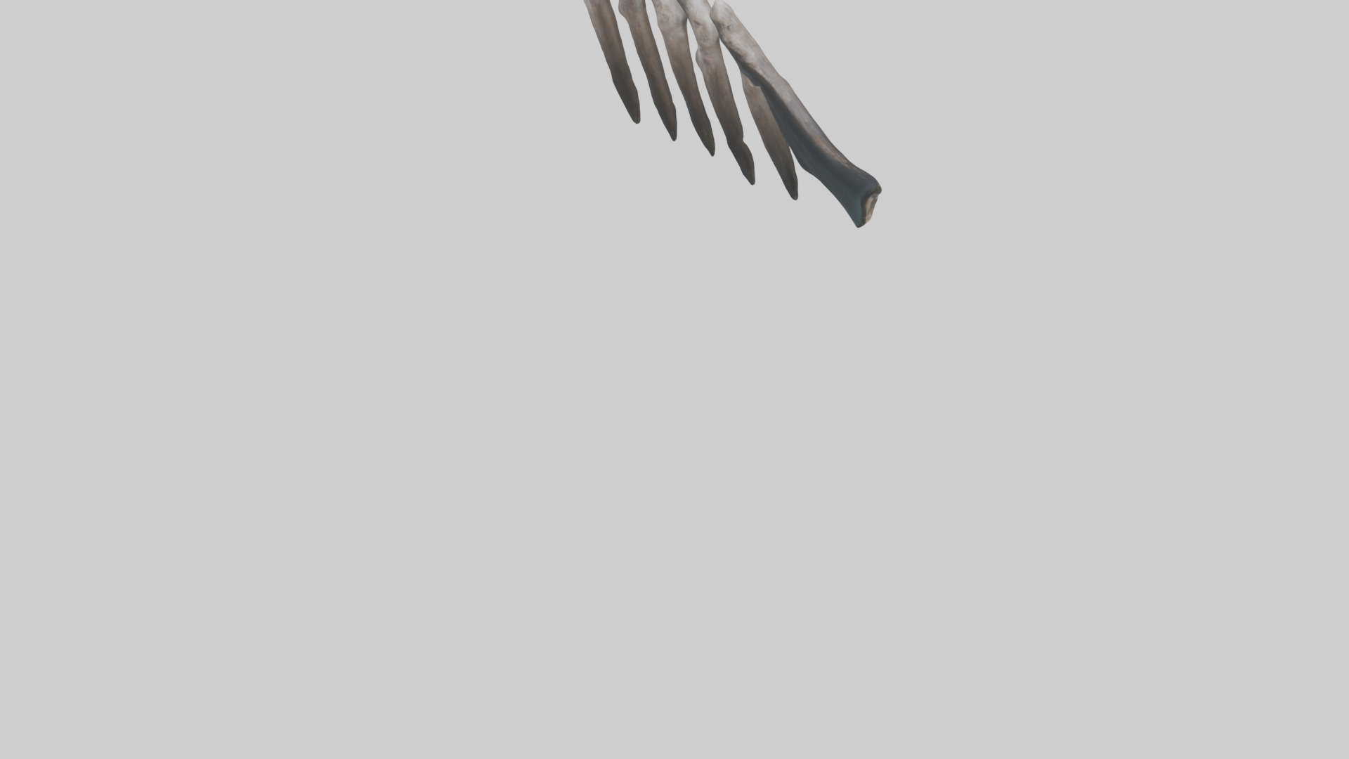 Otter Rib 3D model_5