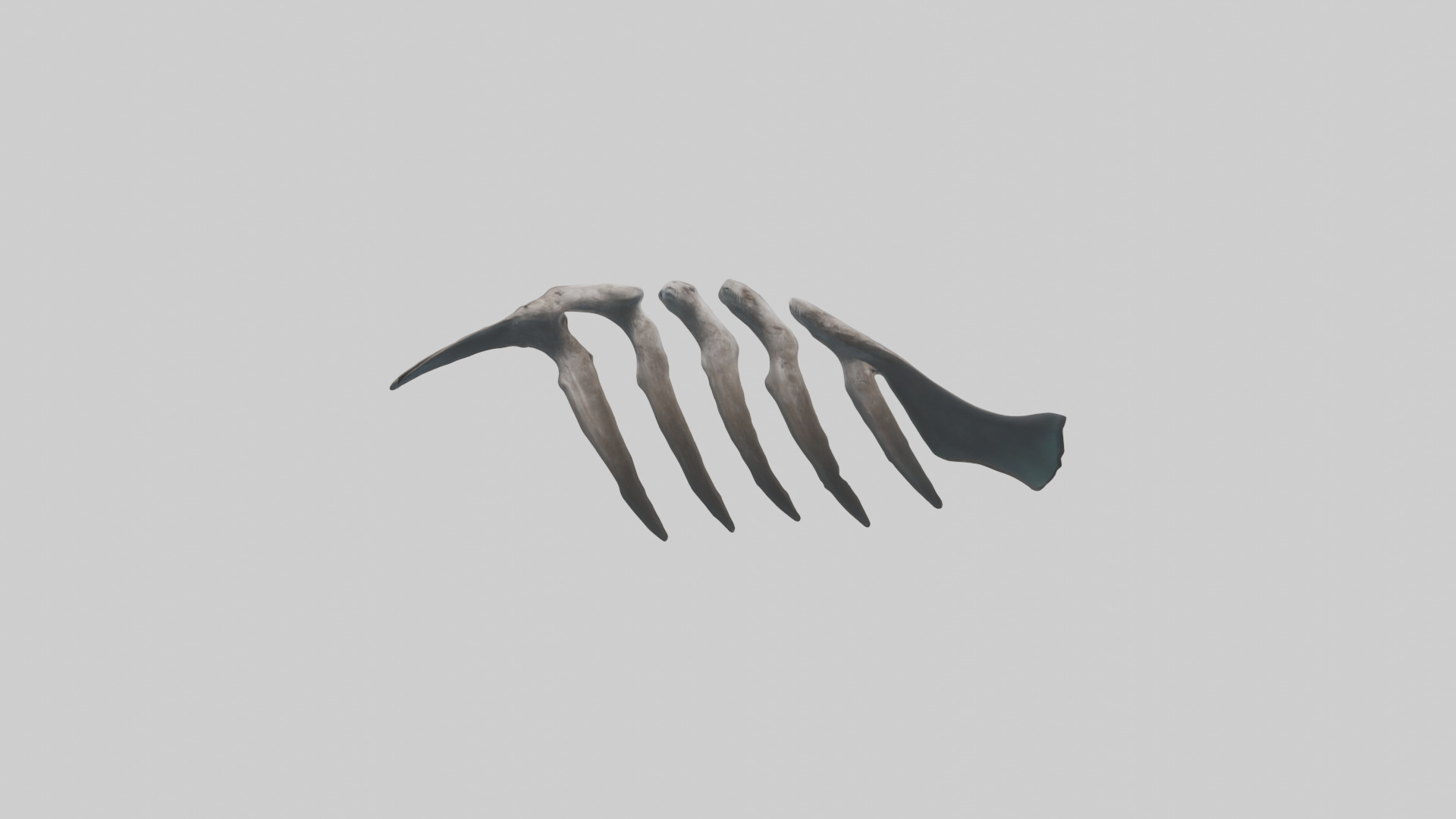 Otter Rib 3D model_9