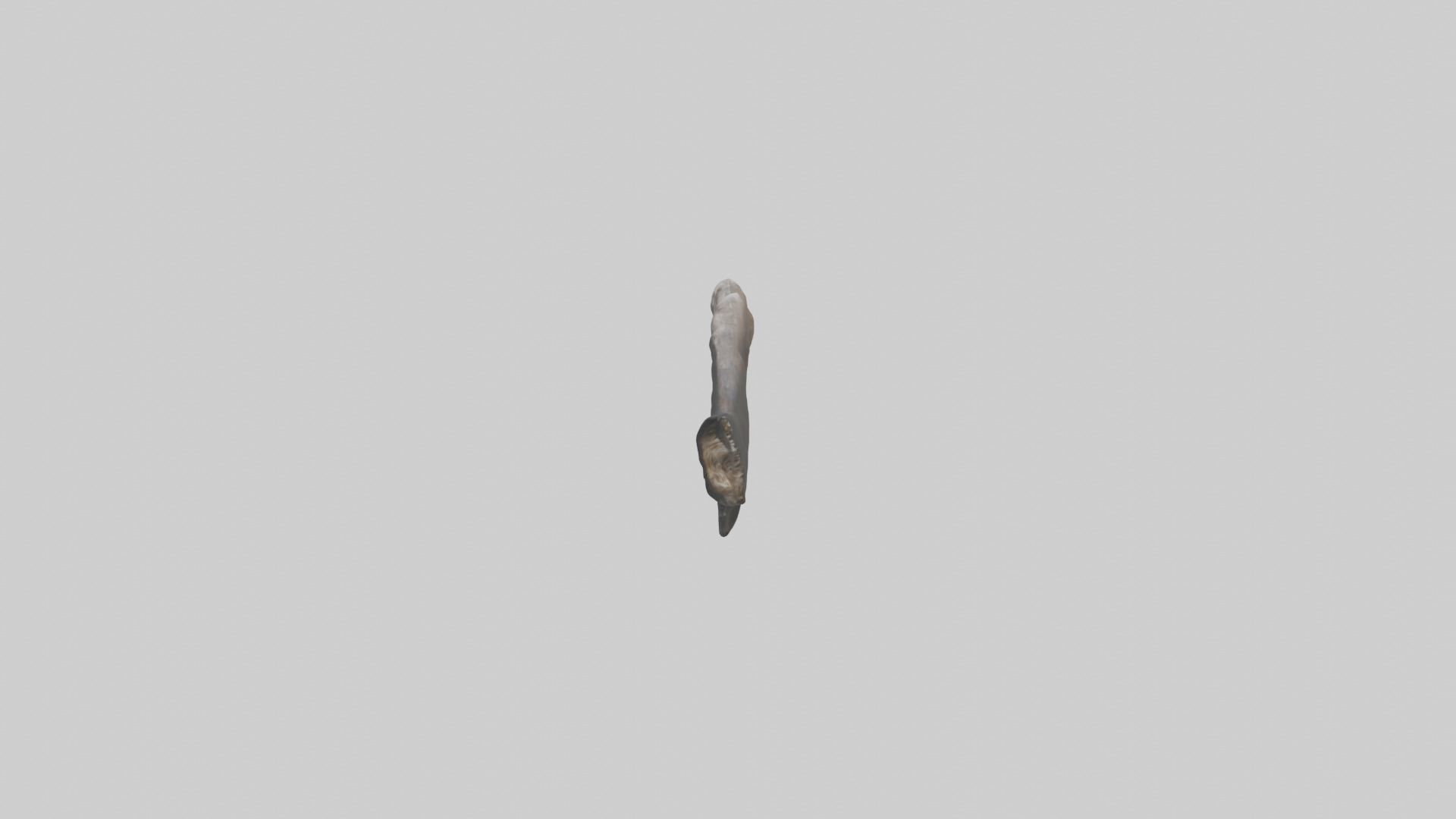 Otter Rib 3D model_12