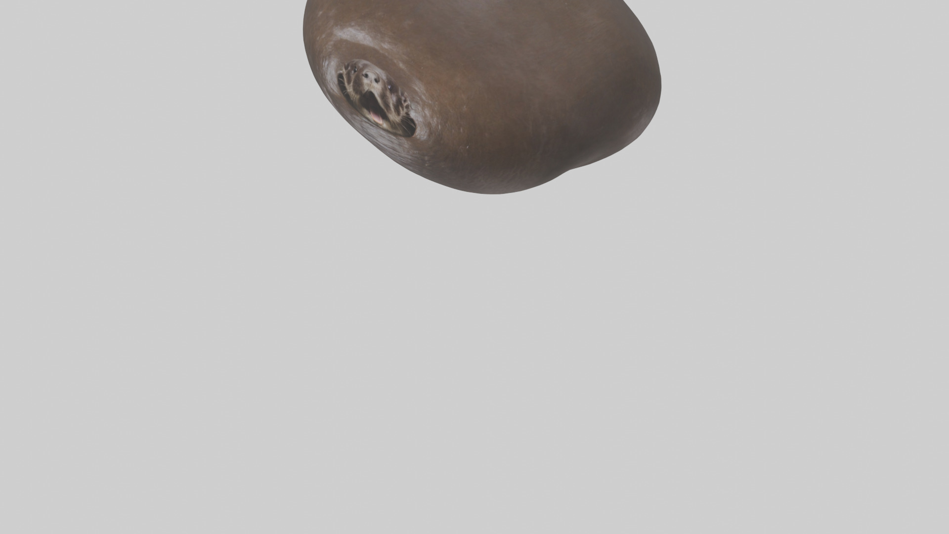 Otter Stomach 3D model_5