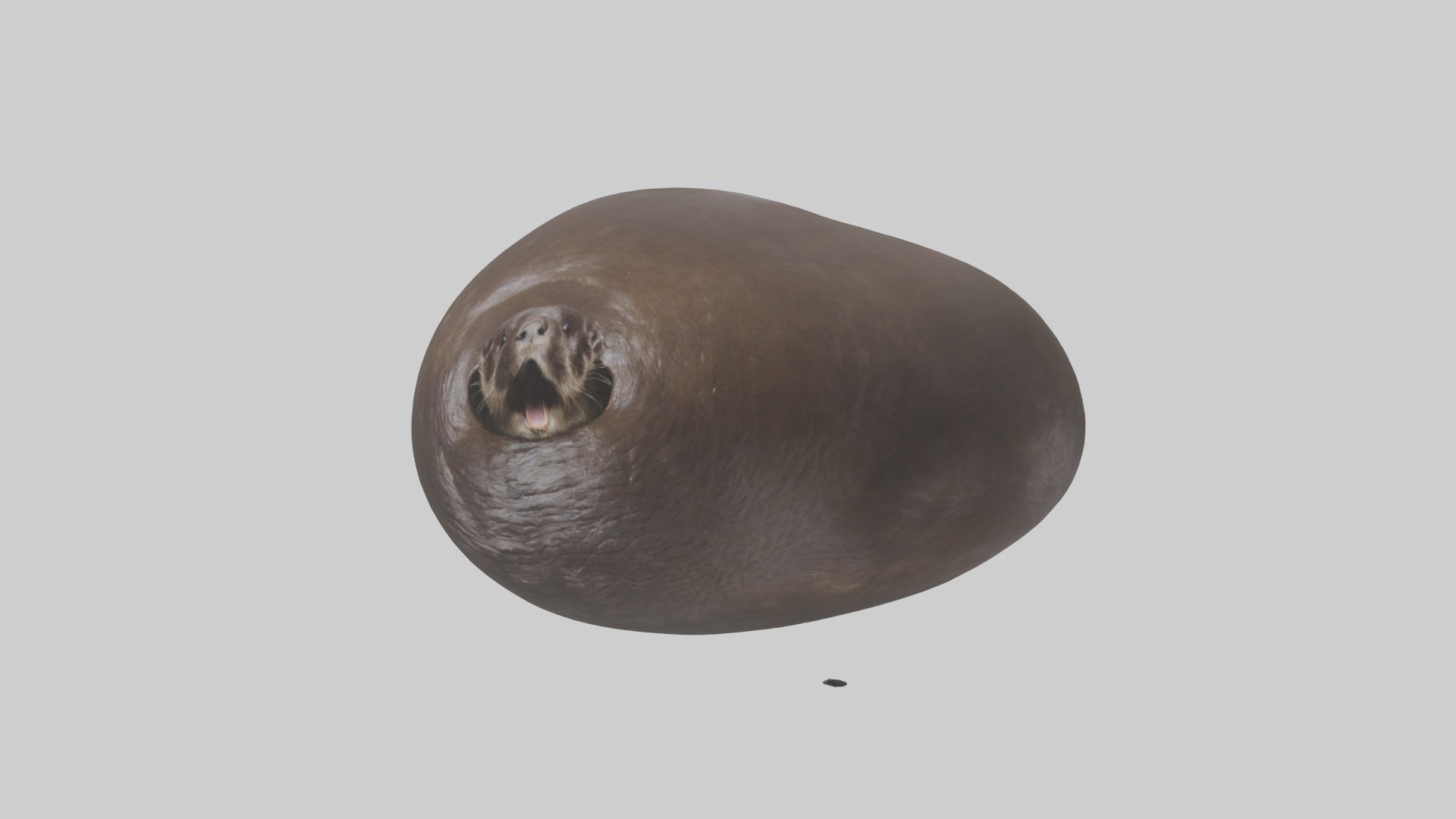 Otter Stomach 3D model_10