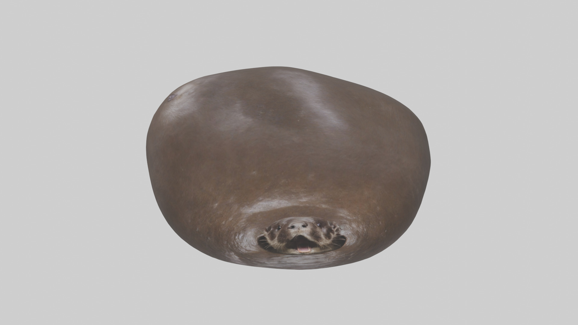 Otter Stomach 3D model_16