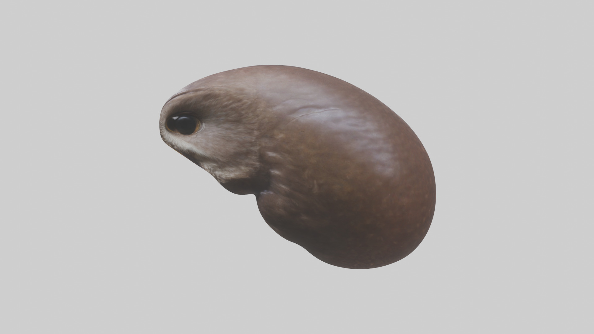 Owl Liver 3D model_12