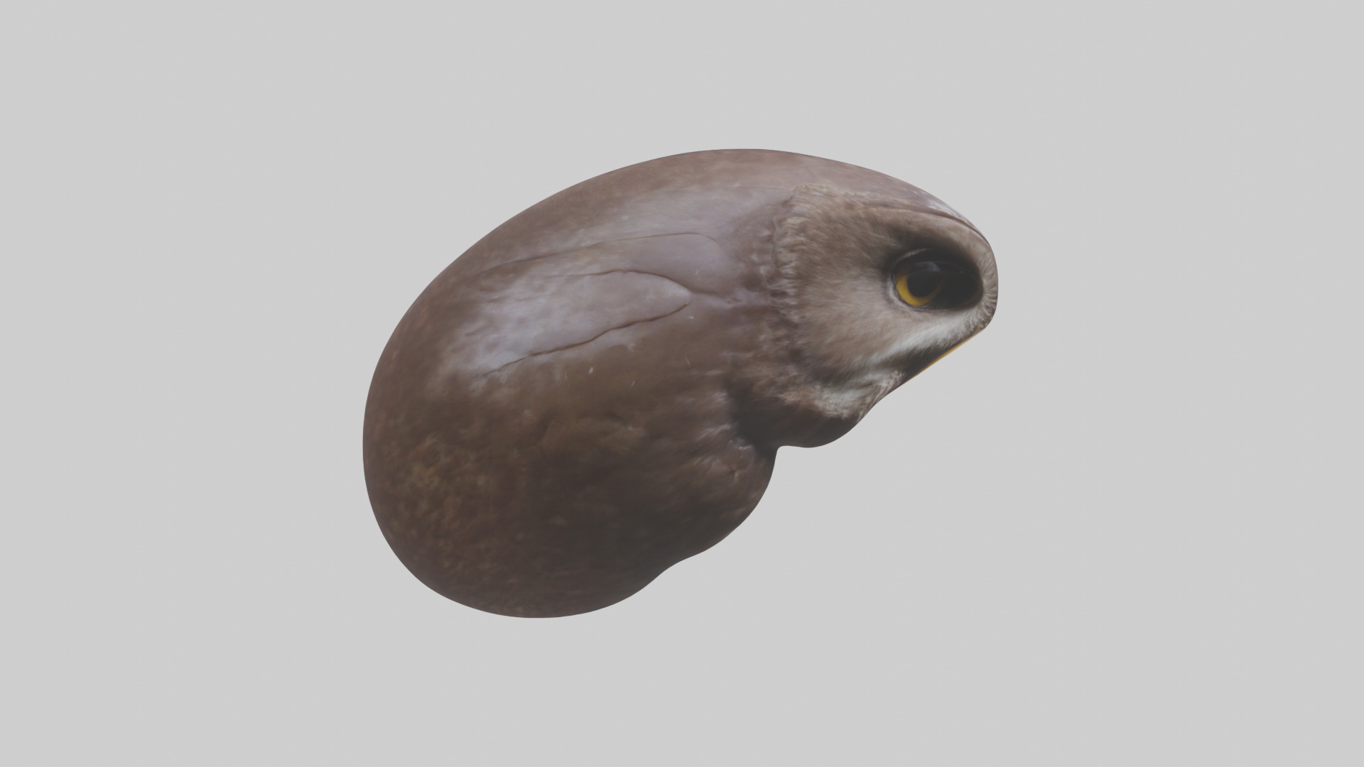 Owl Liver 3D model_13