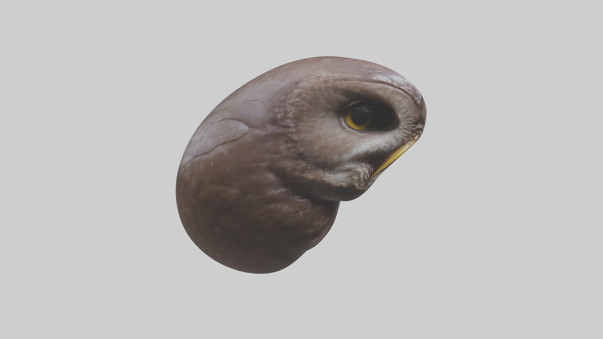 Owl Liver 3D model_7