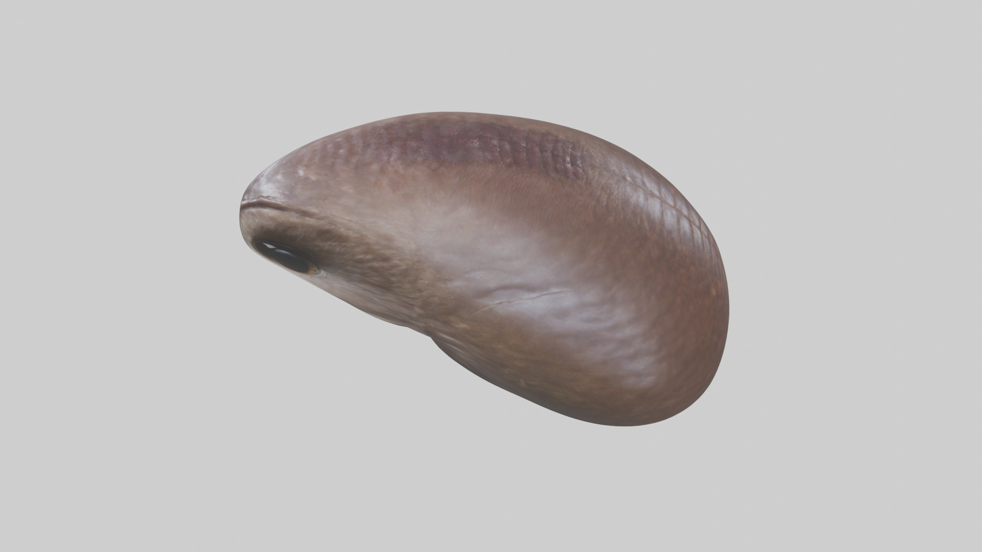 Owl Liver 3D model_17