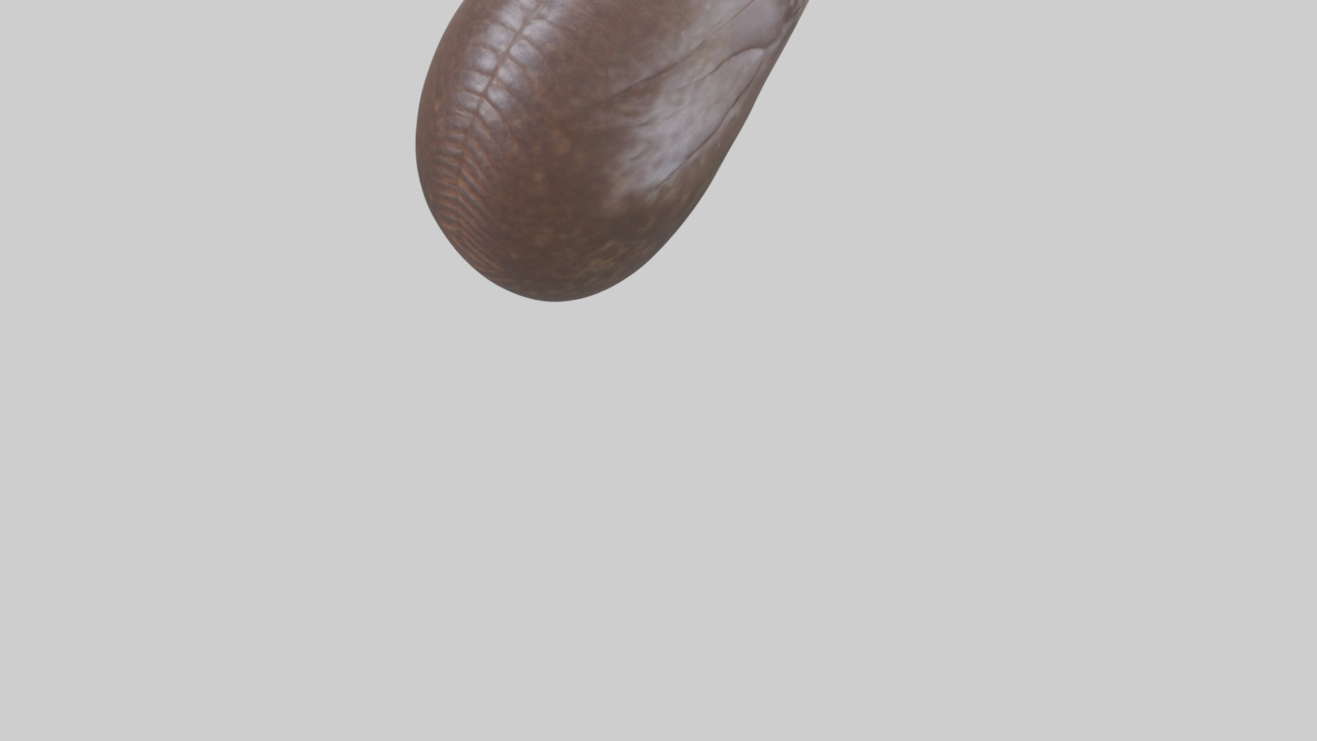 Owl Liver 3D model_4