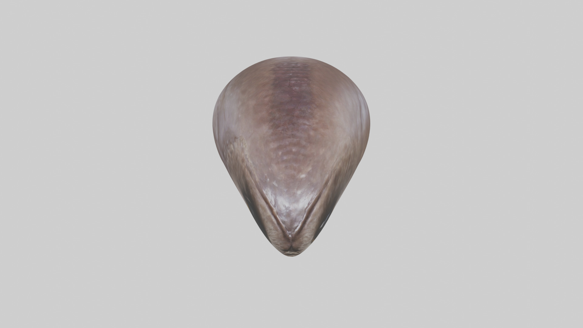 Owl Liver 3D model_16