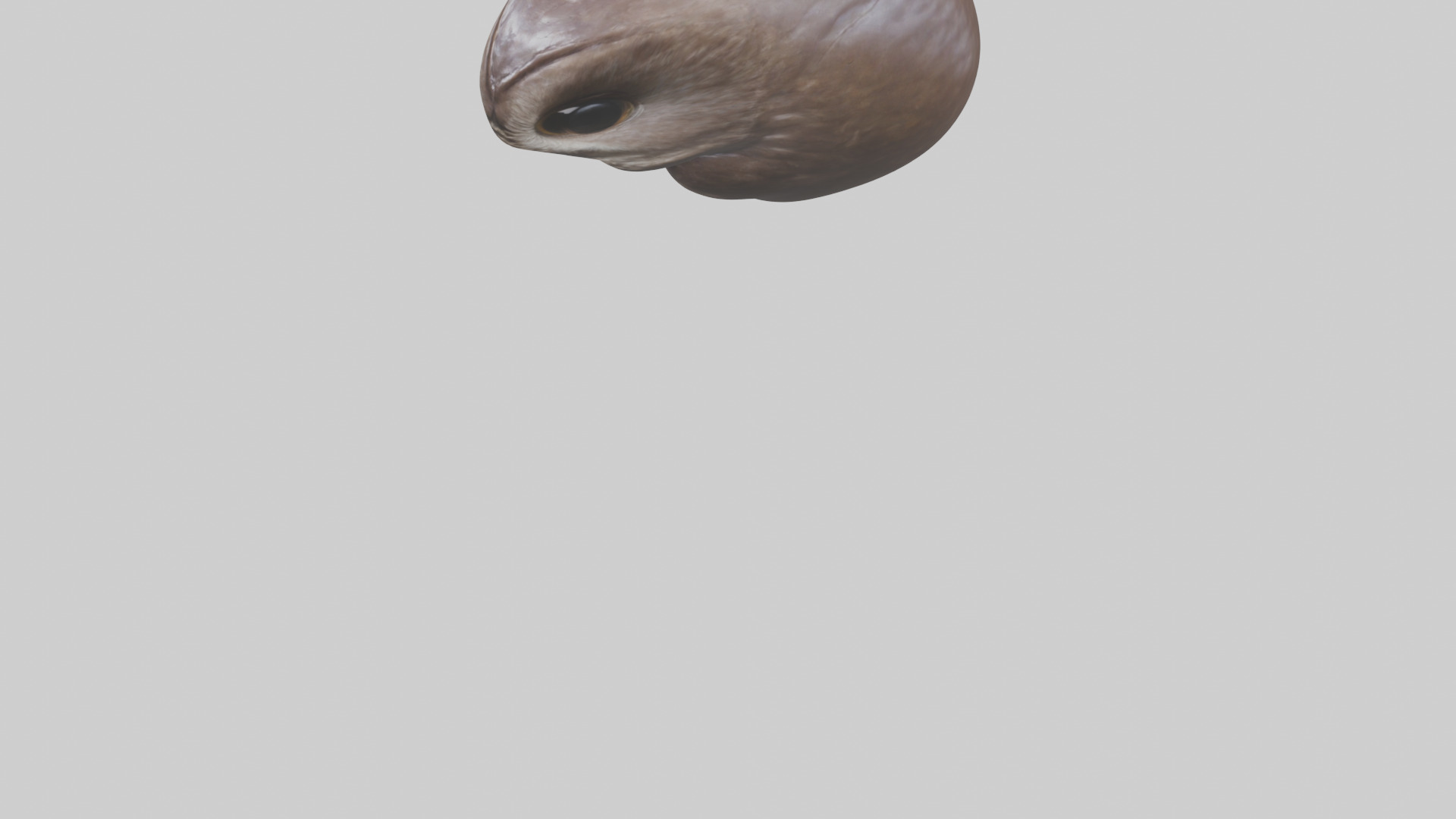 Owl Liver 3D model_5